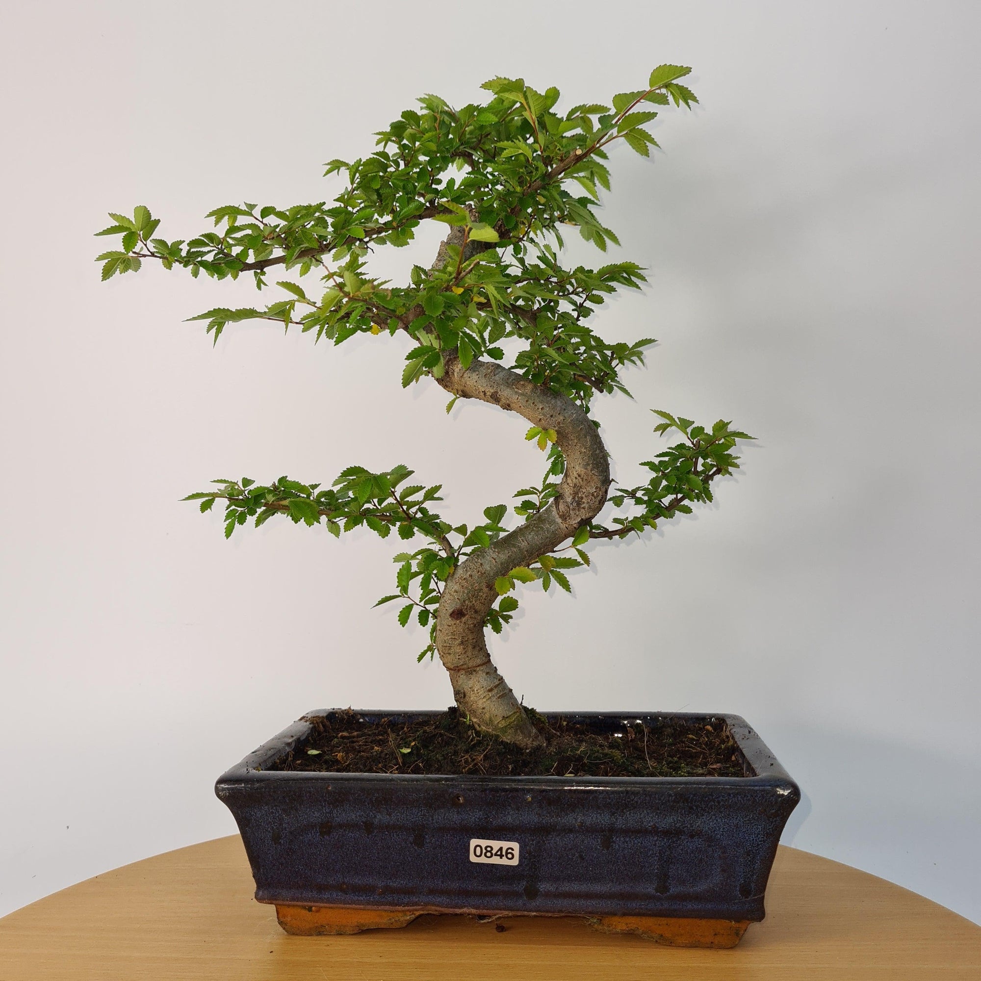 Chinese Elm (Ulmus Parvifolia) Bonsai Tree | Shaped | In 25cm Pot  | S251971