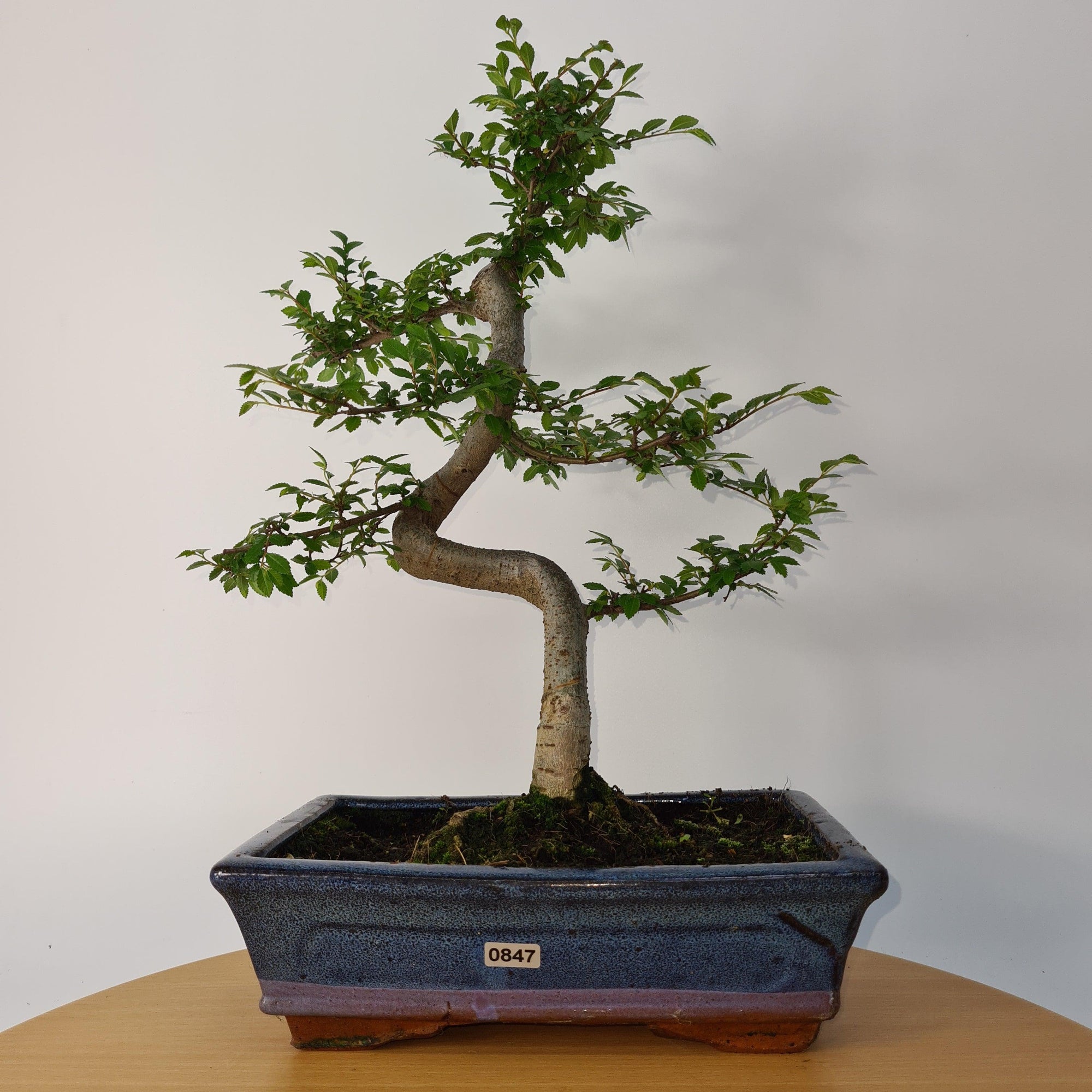 Chinese Elm (Ulmus Parvifolia) Bonsai Tree | Shaped | In 25cm Pot  | S251971