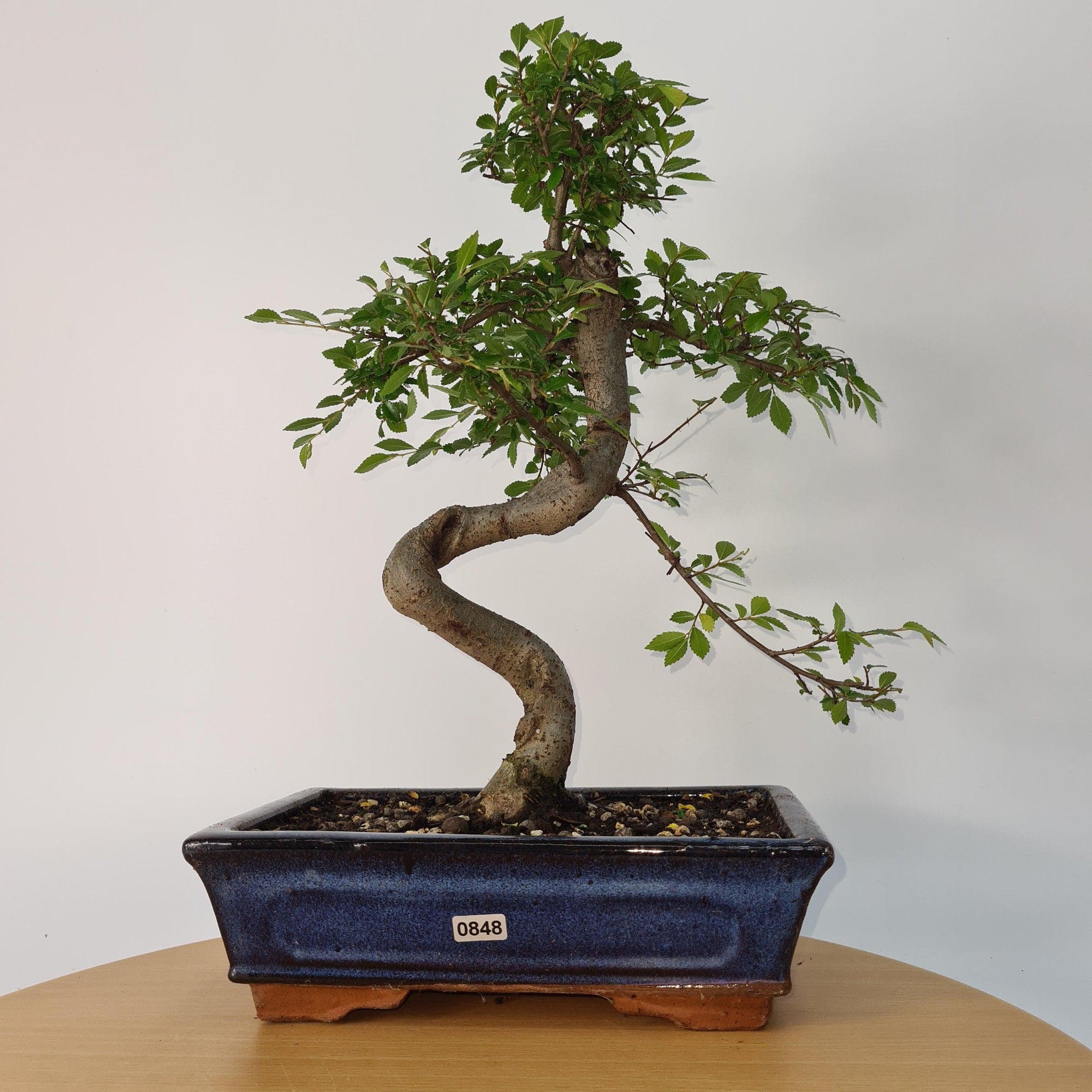 Chinese Elm (Ulmus Parvifolia) Bonsai Tree | Shaped | In 25cm Pot  | S251971