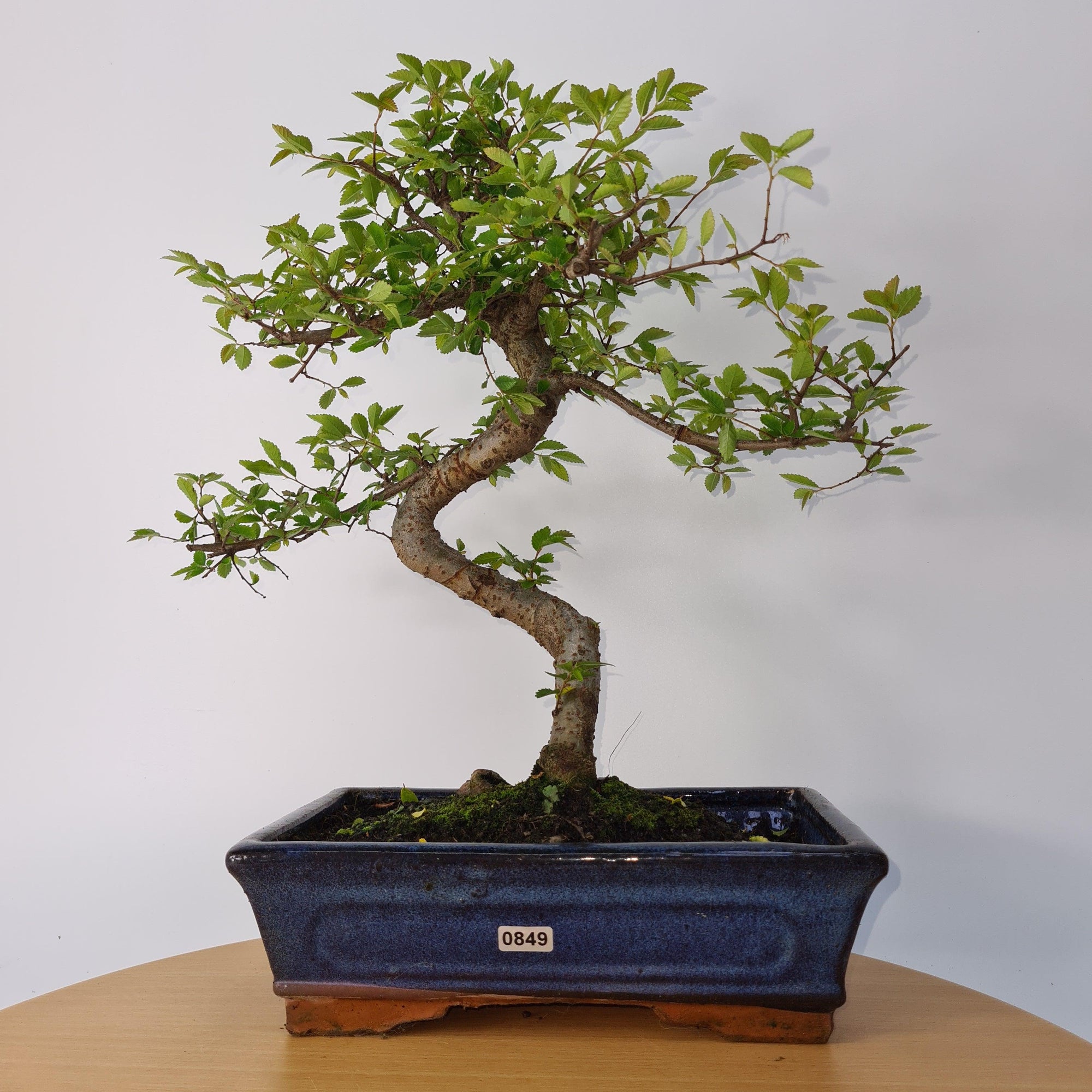 Chinese Elm (Ulmus Parvifolia) Bonsai Tree | Shaped | In 25cm Pot  | S251971