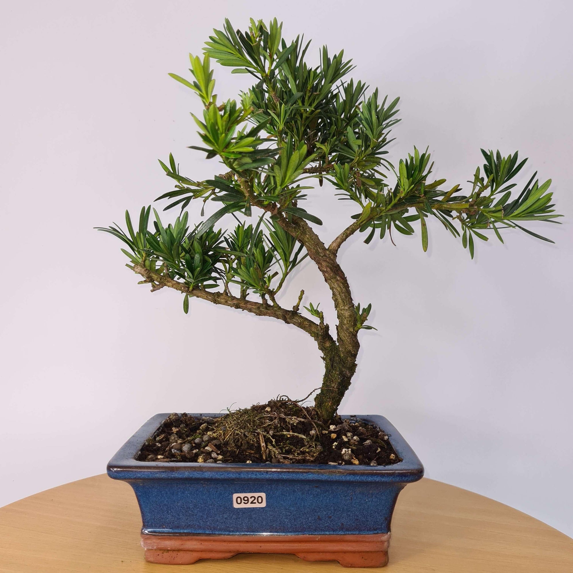 Buddhist Pine (Podocarpus Micro) Bonsai Tree | Shaped | In 20cm Pot  S25883