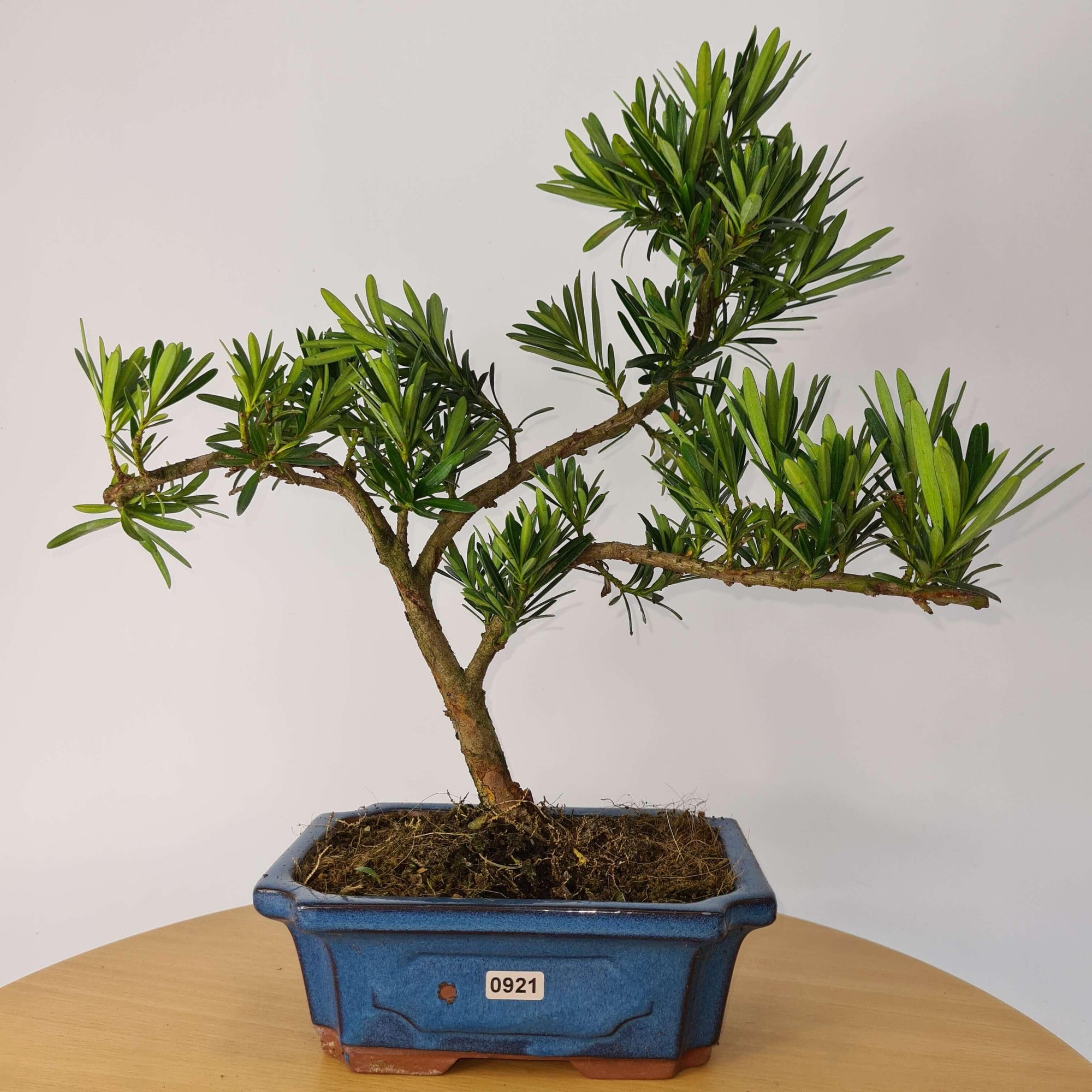 Buddhist Pine (Podocarpus Micro) Bonsai Tree | Shaped | In 20cm Pot  S25883