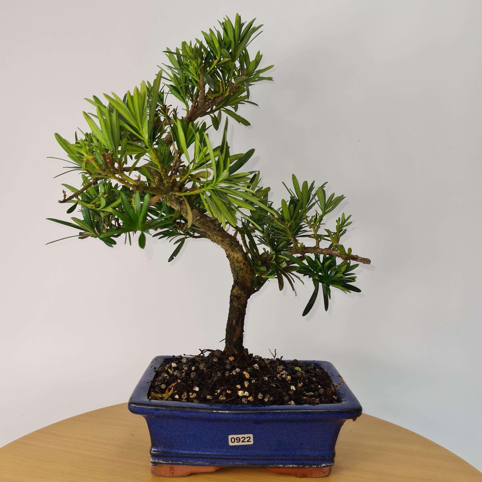 Buddhist Pine (Podocarpus Micro) Bonsai Tree | Shaped | In 20cm Pot  S25883