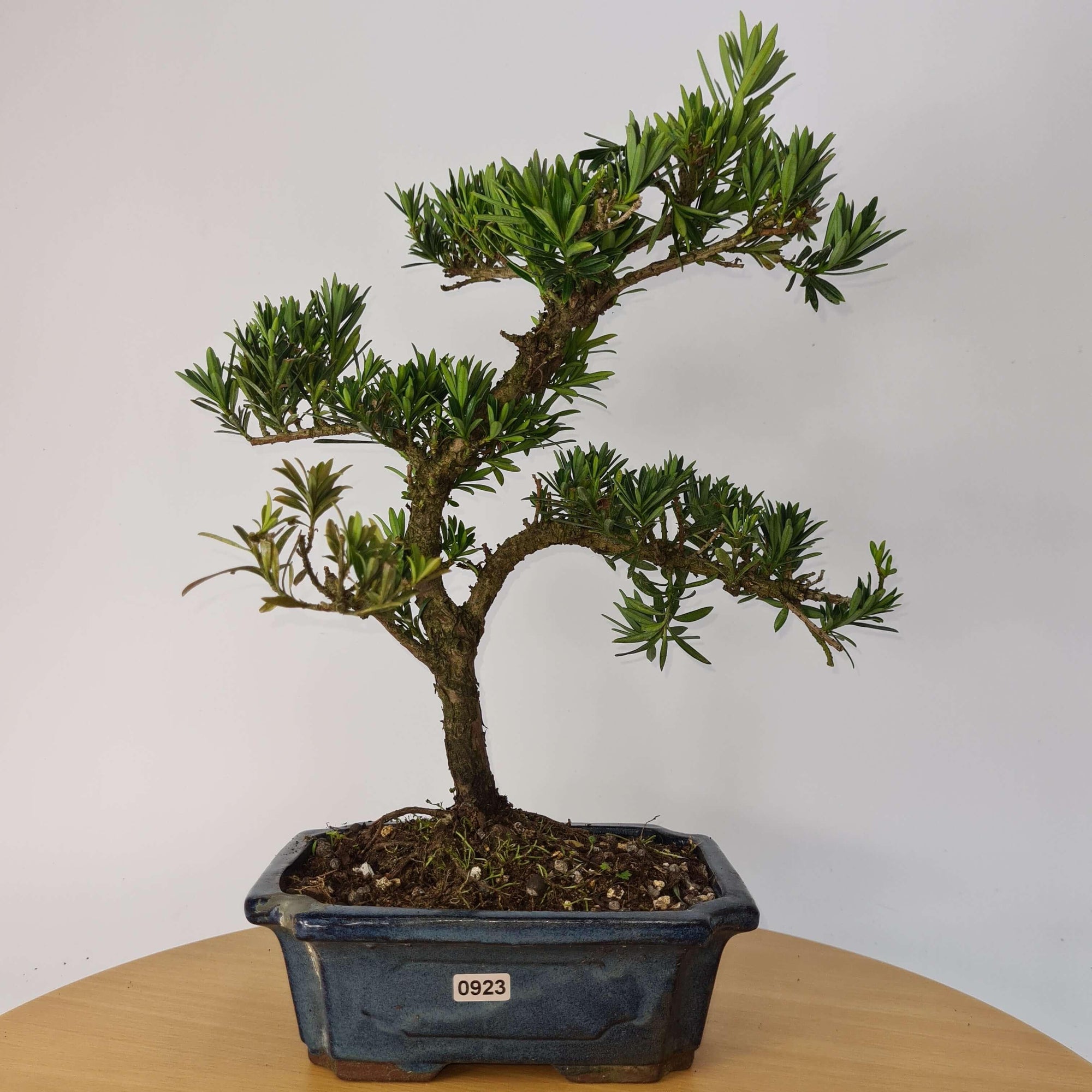 Buddhist Pine (Podocarpus Micro) Bonsai Tree | Shaped | In 20cm Pot  S25883