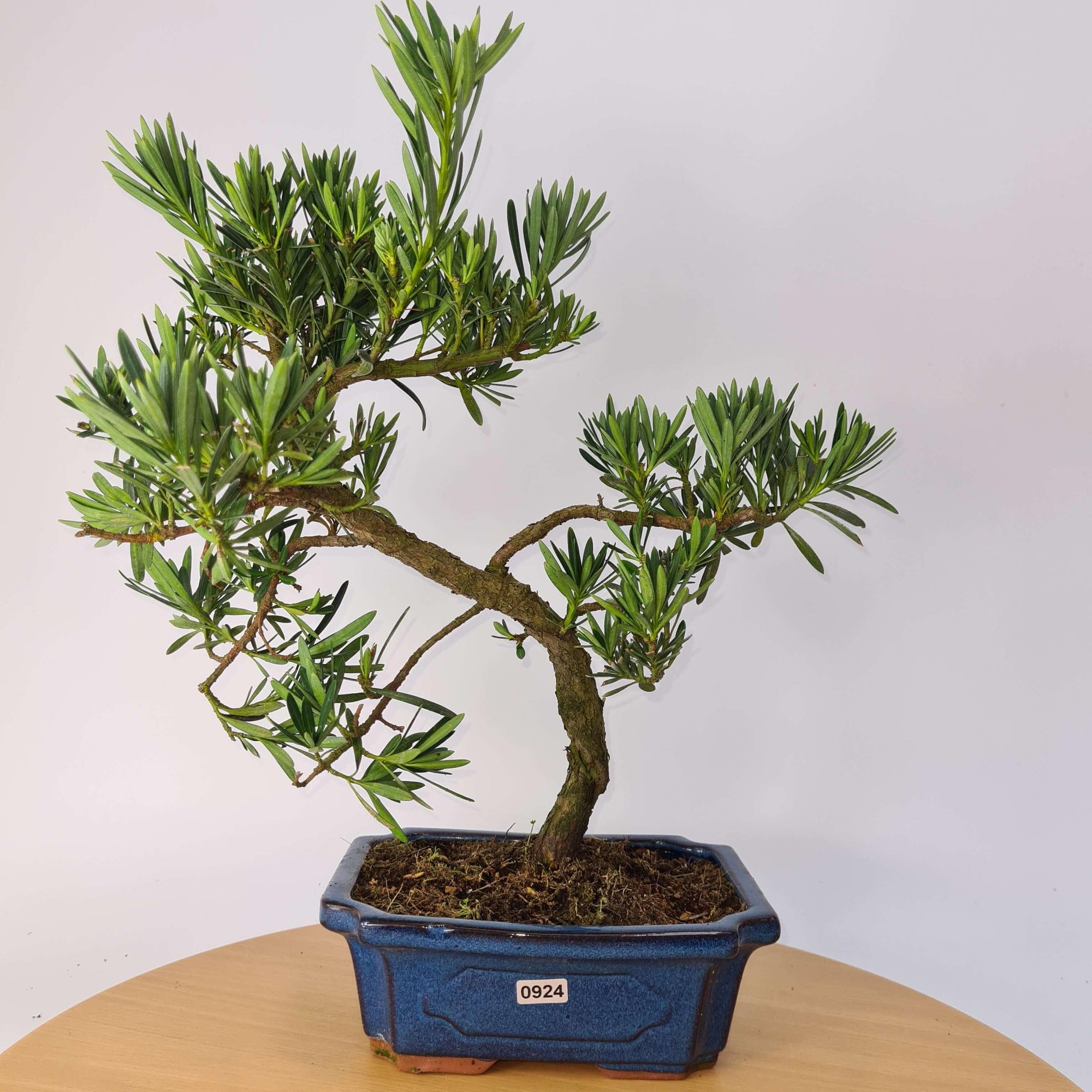 Buddhist Pine (Podocarpus Micro) Bonsai Tree | Shaped | In 20cm Pot  S25883