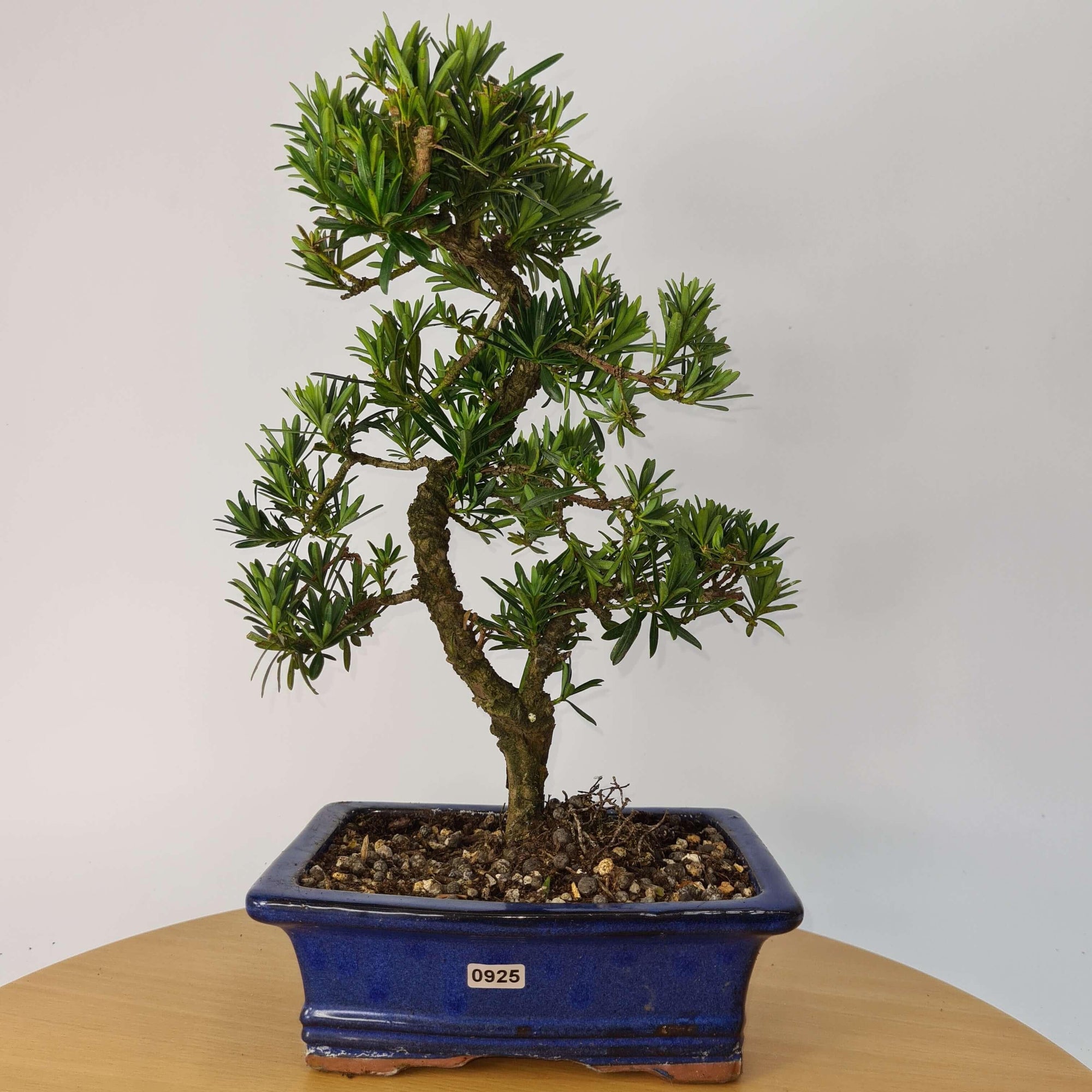 Buddhist Pine (Podocarpus Micro) Bonsai Tree | Shaped | In 20cm Pot  S25883