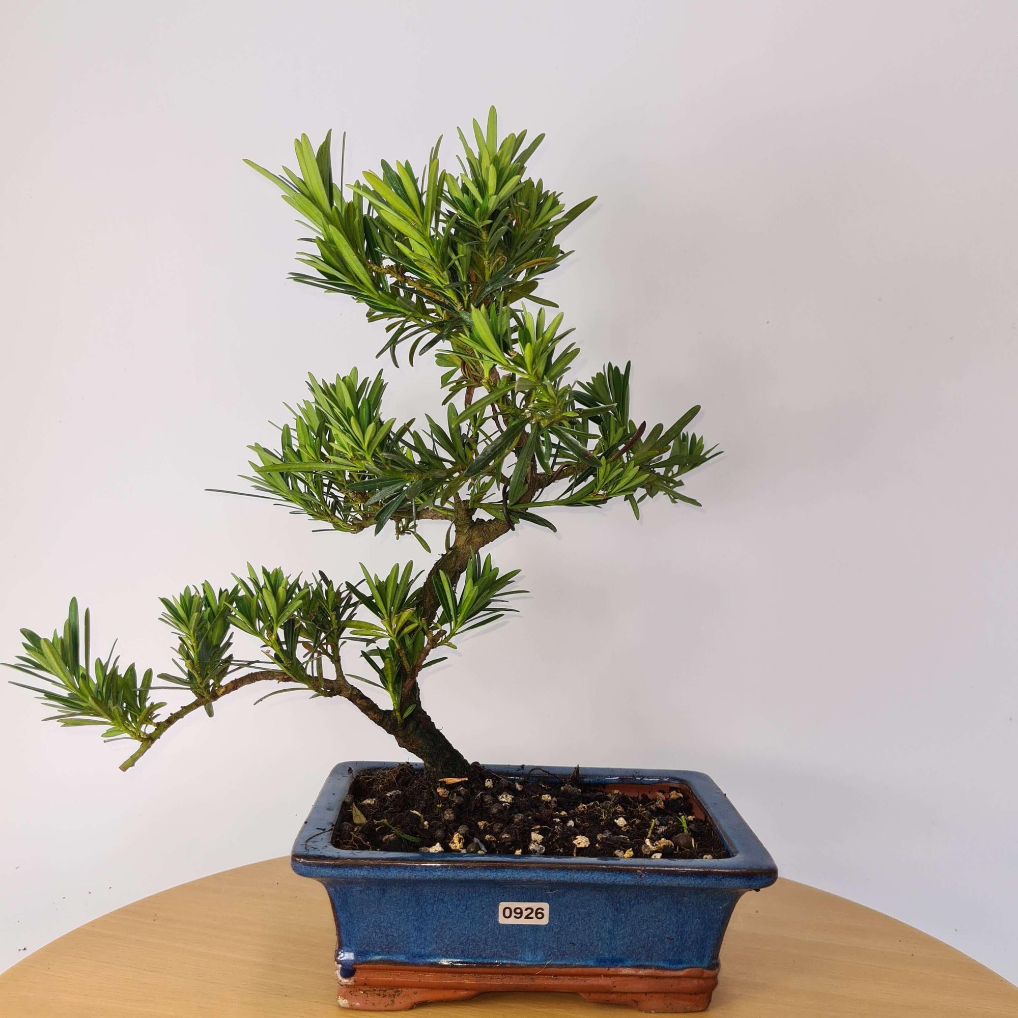 Buddhist Pine (Podocarpus Micro) Bonsai Tree | Shaped | In 20cm Pot  S25883