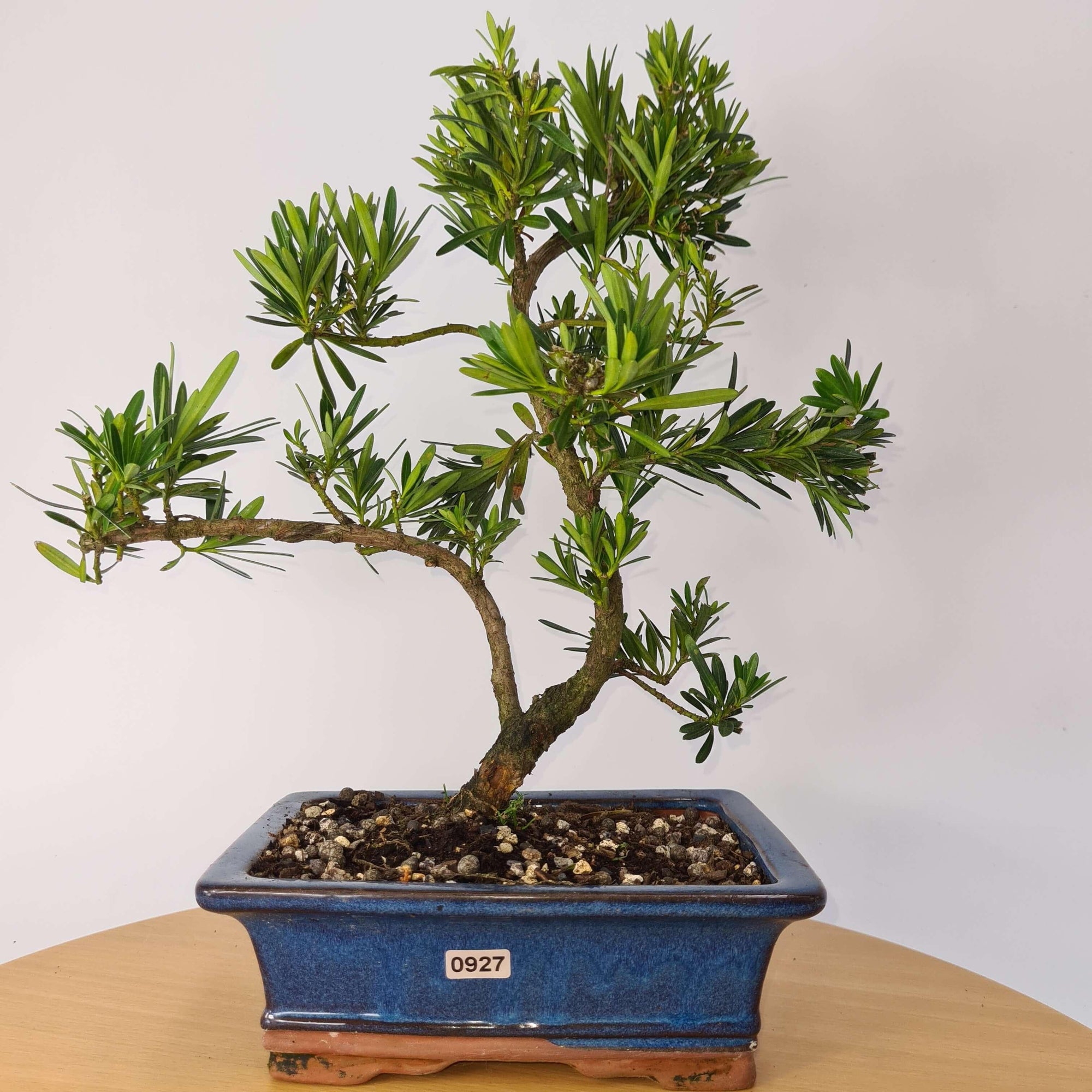 Buddhist Pine (Podocarpus Micro) Bonsai Tree | Shaped | In 20cm Pot  S25883