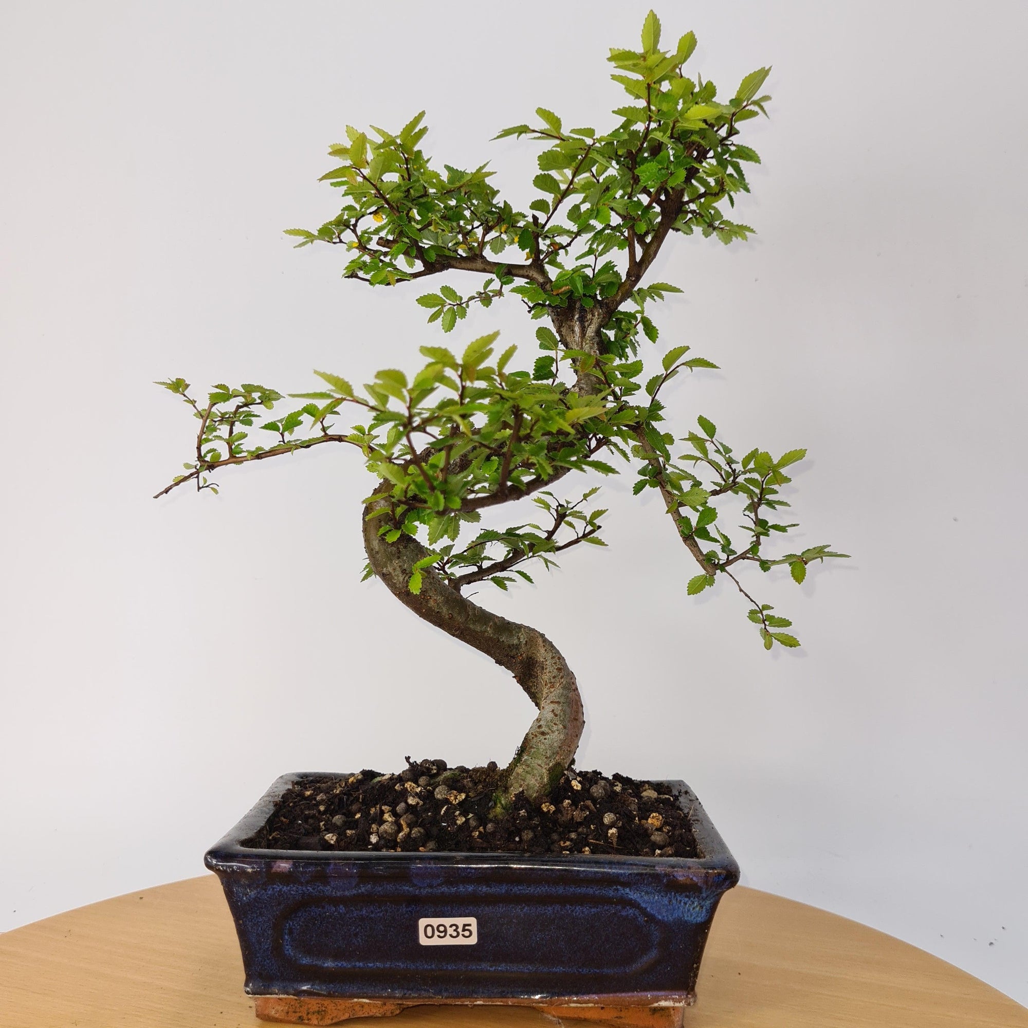 Chinese Elm (Ulmus Parvifolia) Bonsai Tree | Shaped | In 20cm Pot S25882