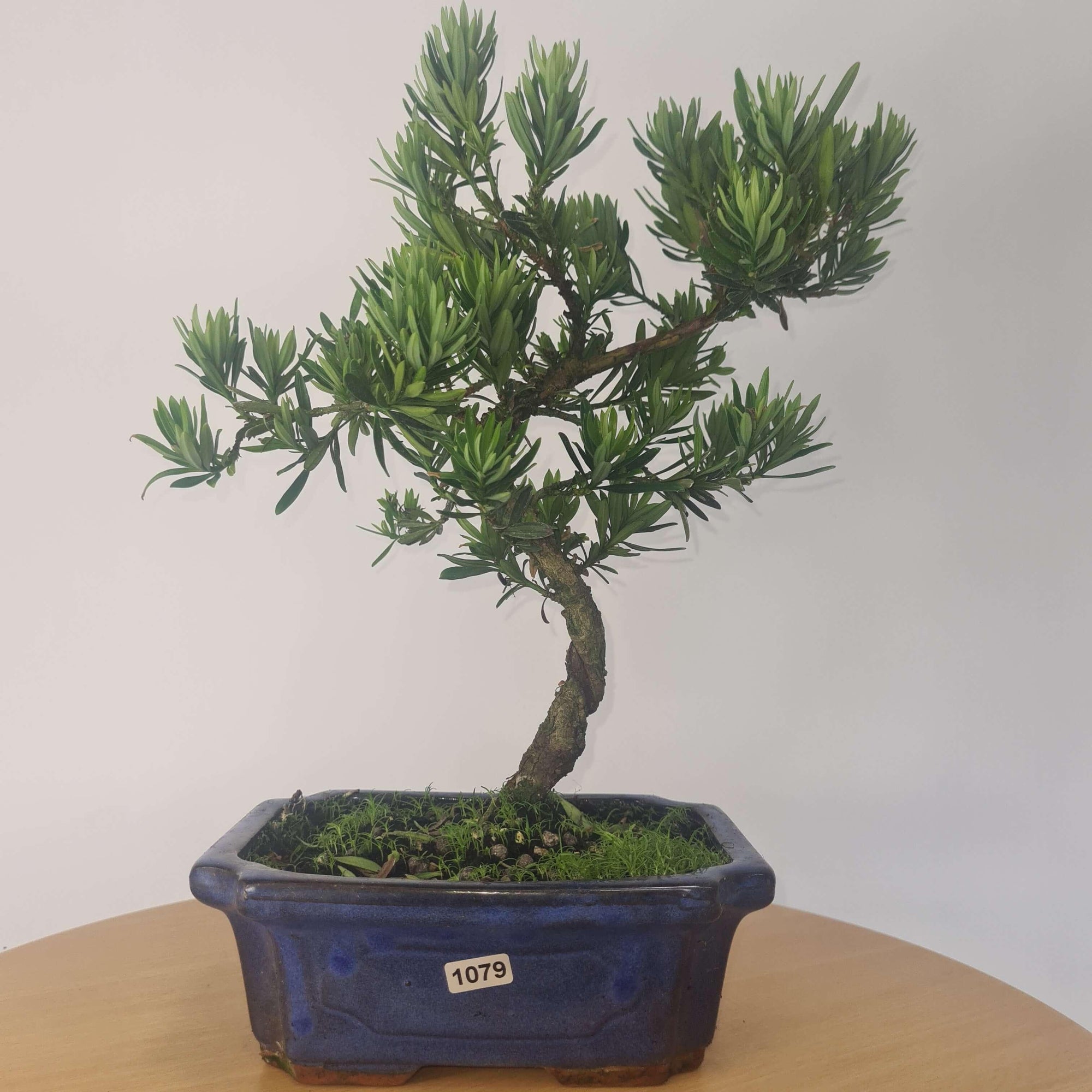 Buddhist Pine (Podocarpus Micro) Bonsai Tree | Shaped | In 20cm Pot  S25883