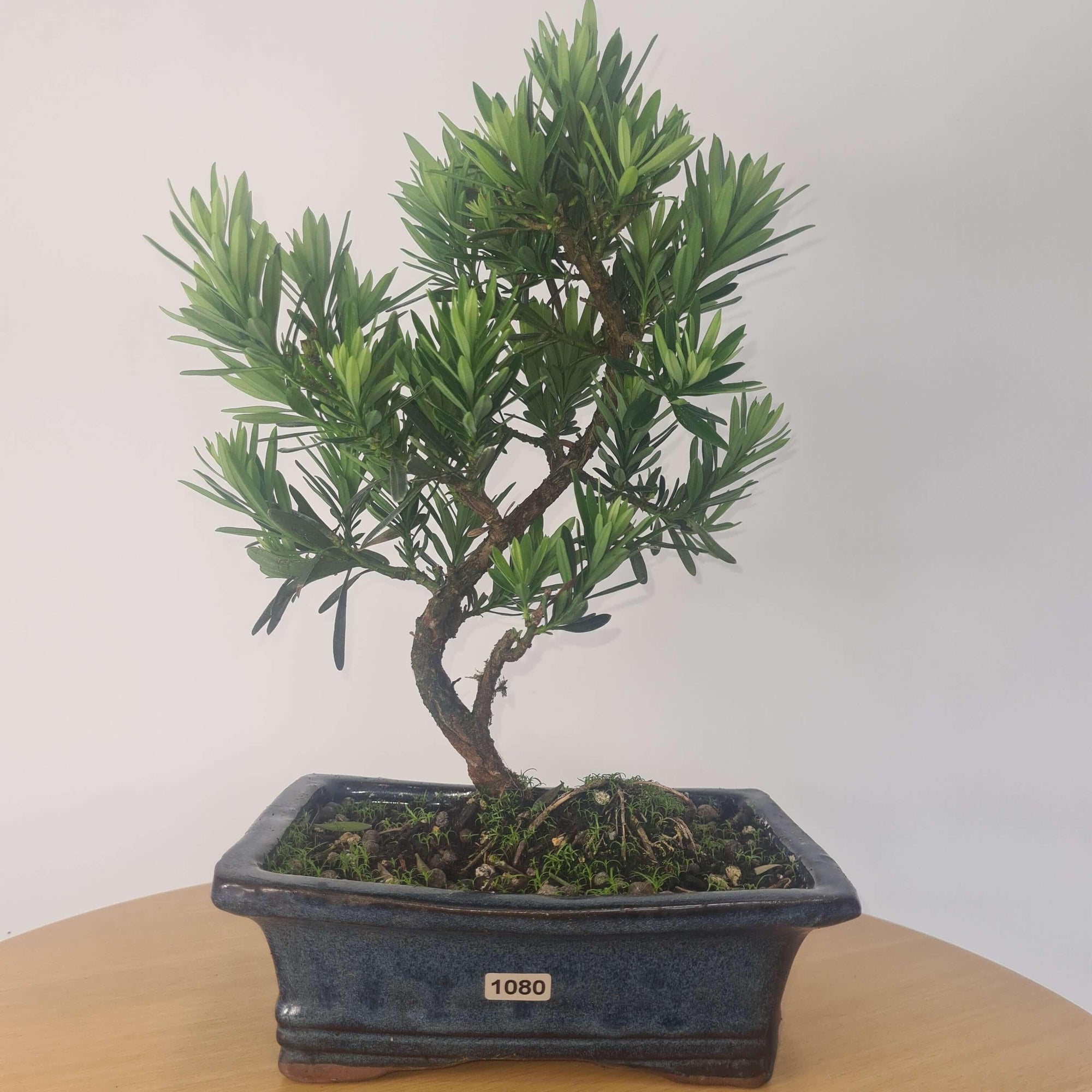 Buddhist Pine (Podocarpus Micro) Bonsai Tree | Shaped | In 20cm Pot  S25883