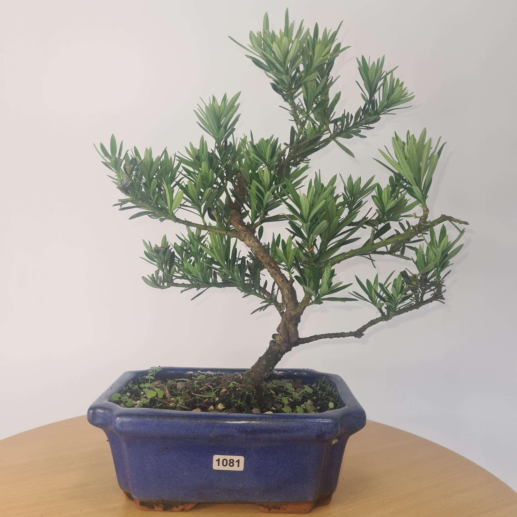 Buddhist Pine (Podocarpus Micro) Bonsai Tree | Shaped | In 20cm Pot  S25883
