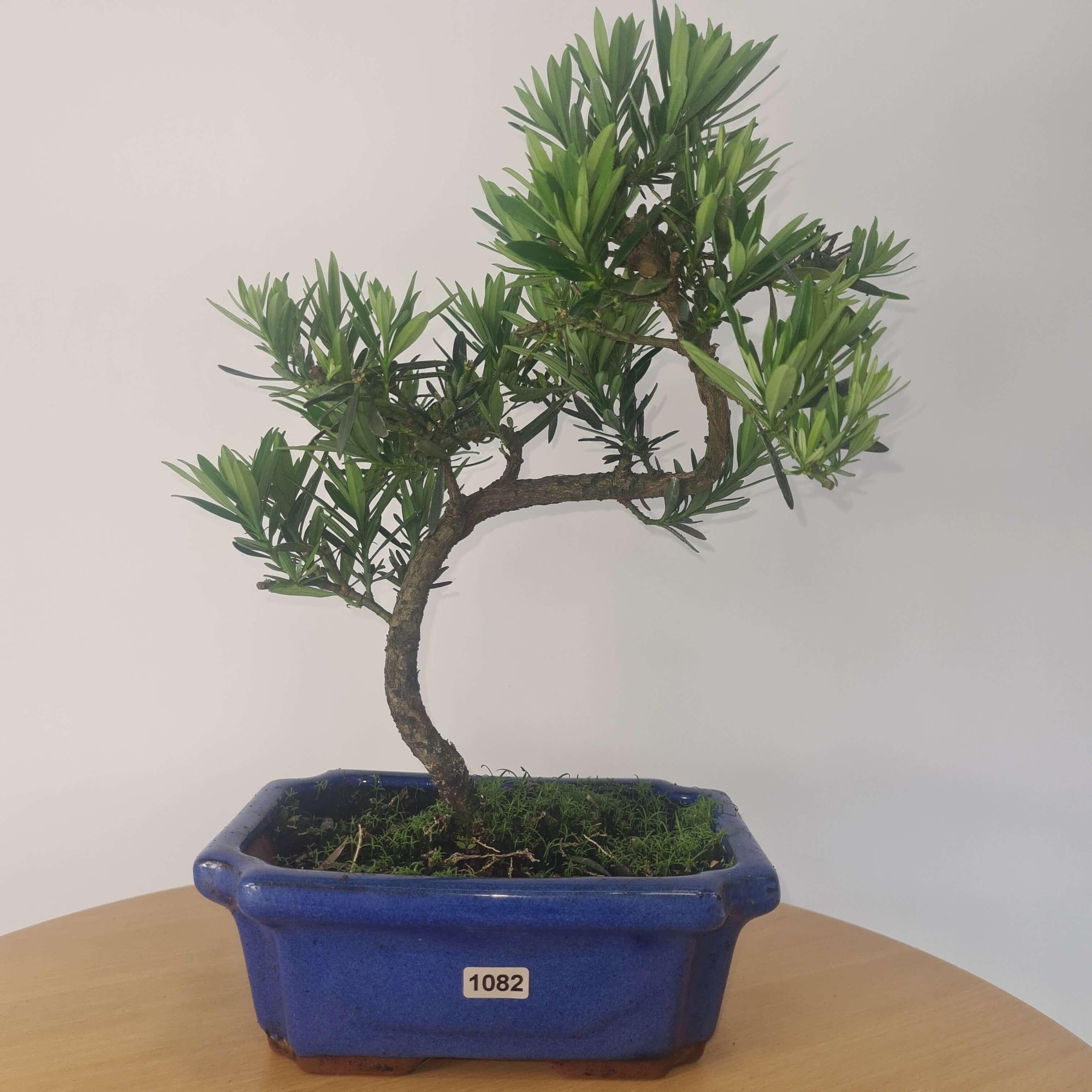 Buddhist Pine (Podocarpus Micro) Bonsai Tree | Shaped | In 20cm Pot  S25883