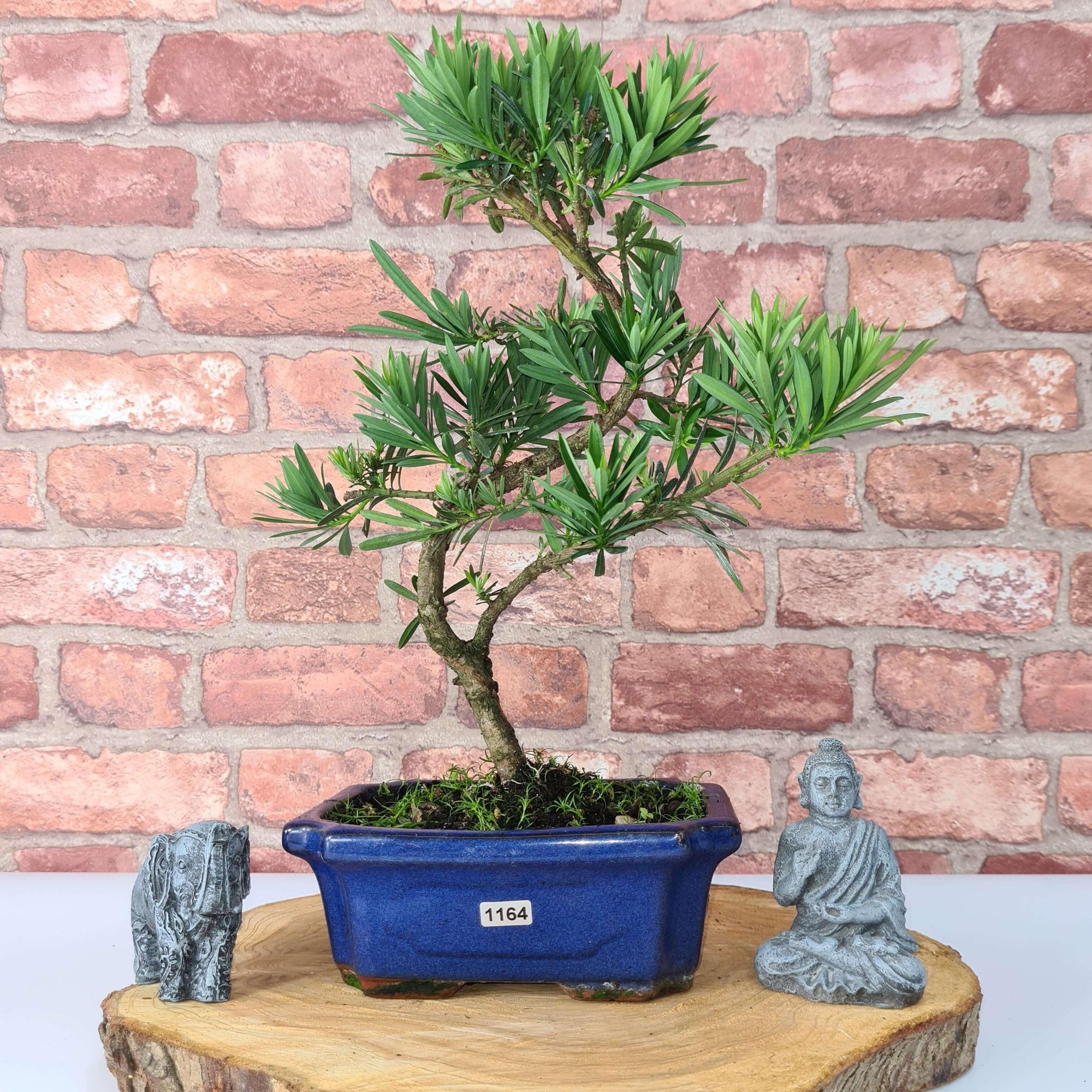 Buddhist Pine (Podocarpus Micro) Bonsai Tree | Shaped | In 20cm Pot  S25883