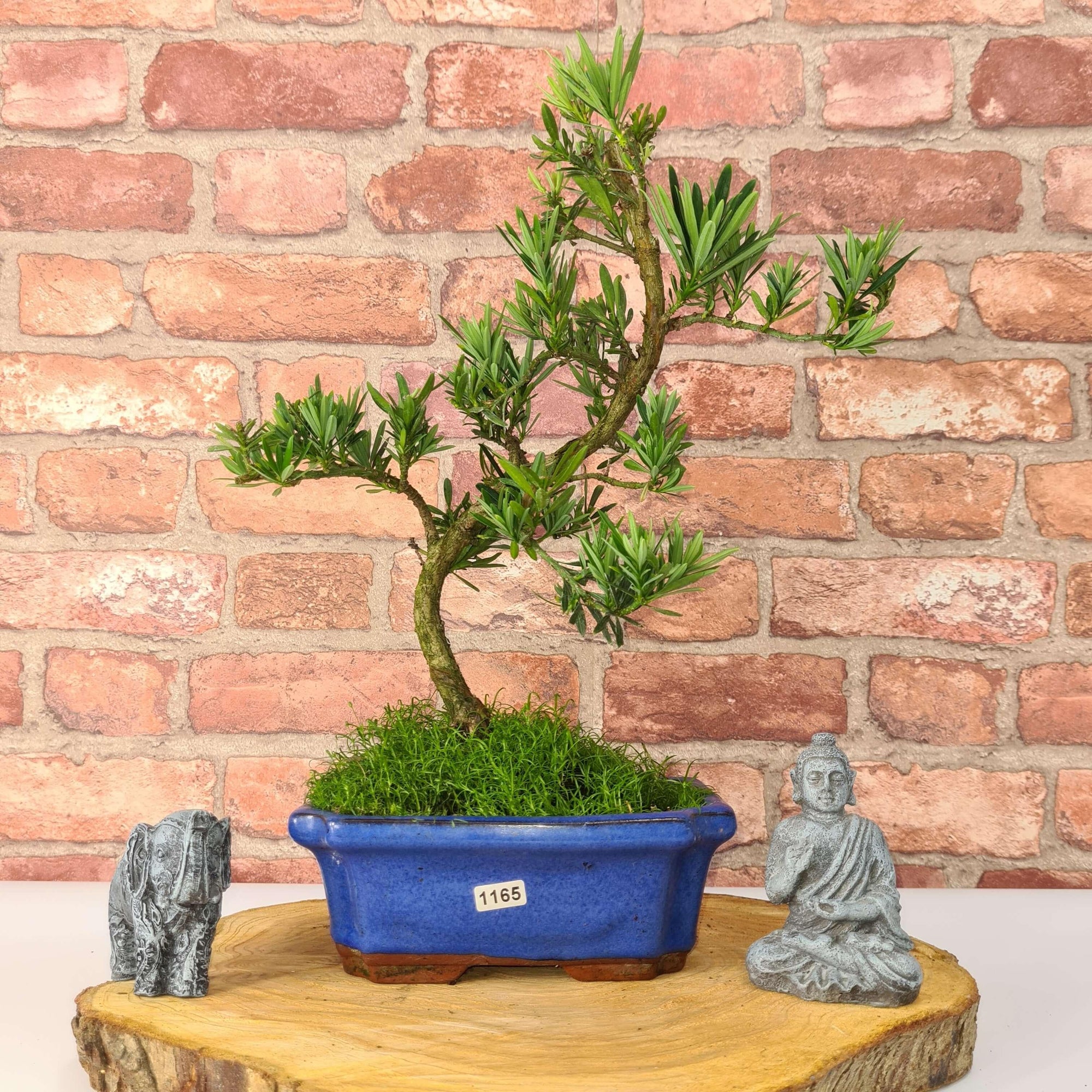 Buddhist Pine (Podocarpus Micro) Bonsai Tree | Shaped | In 20cm Pot  S25883