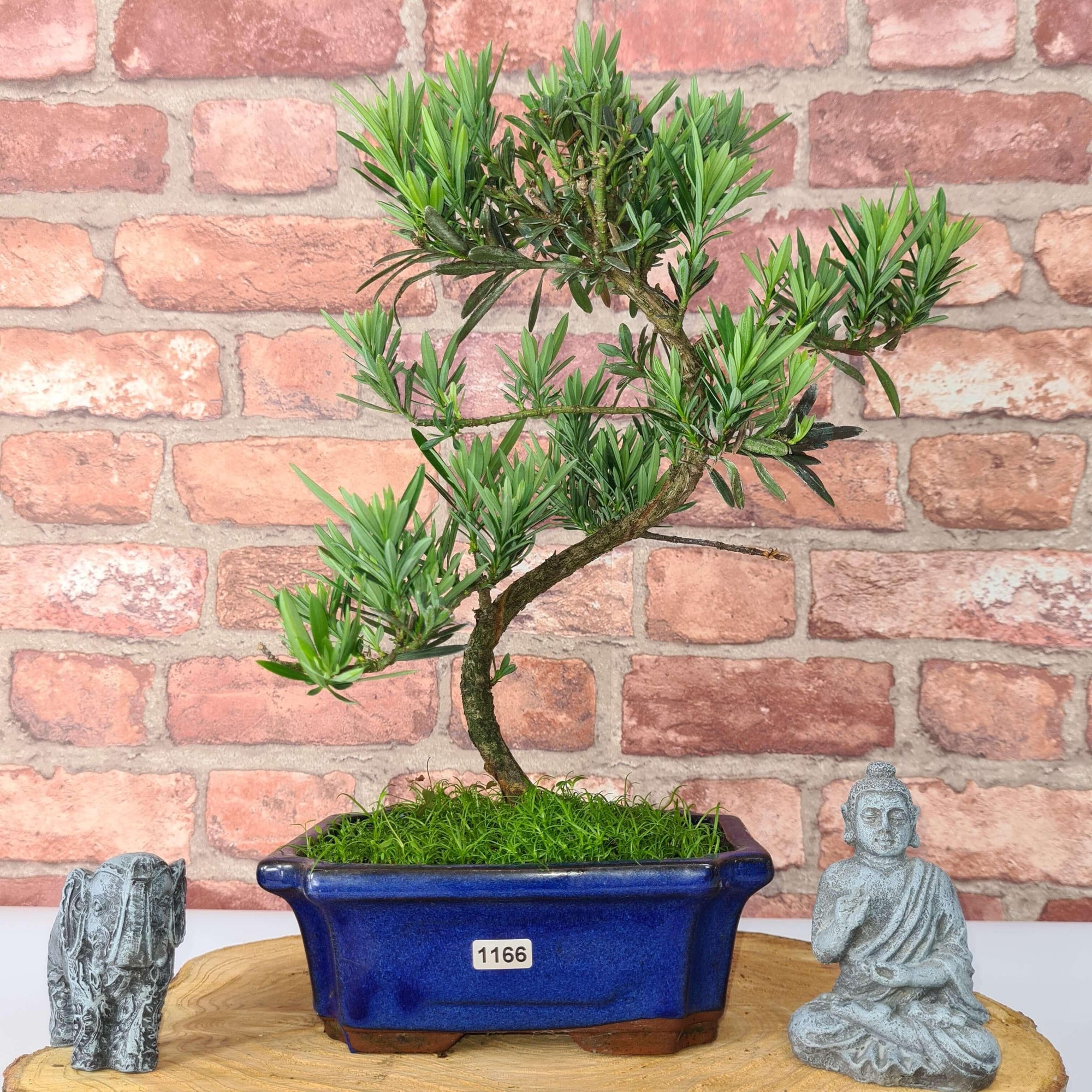 Buddhist Pine (Podocarpus Micro) Bonsai Tree | Shaped | In 20cm Pot  S25883