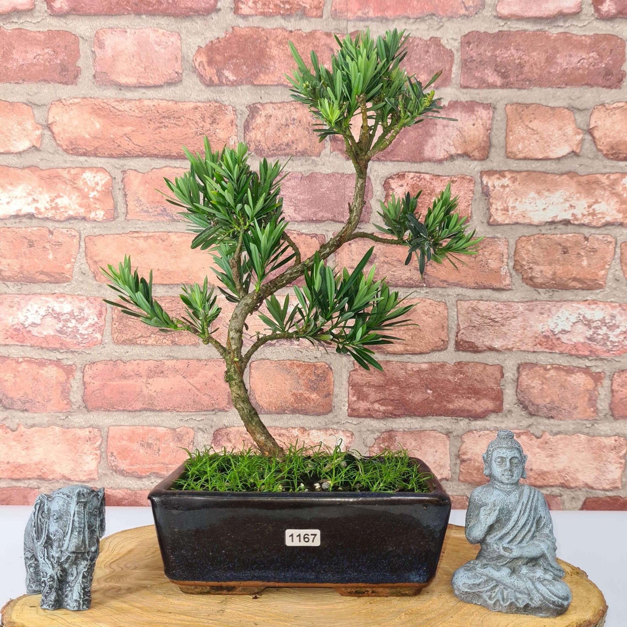 Buddhist Pine (Podocarpus Micro) Bonsai Tree | Shaped | In 20cm Pot  S25883