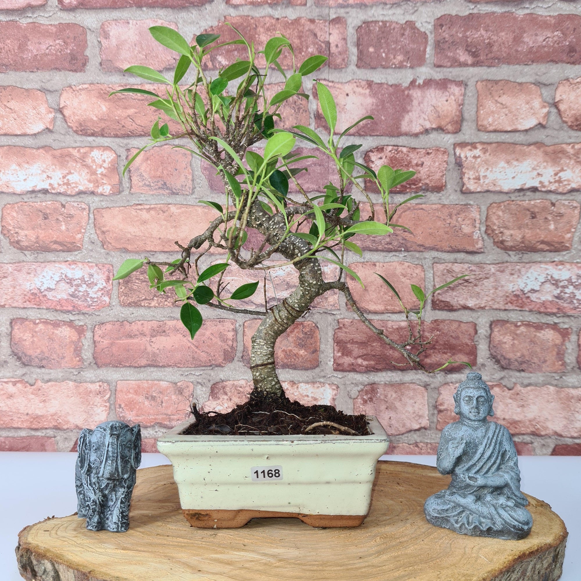 Ficus Microcarpa (Banyan Fig) Indoor Bonsai Tree | Shaped | In 15cm Pot  S25884