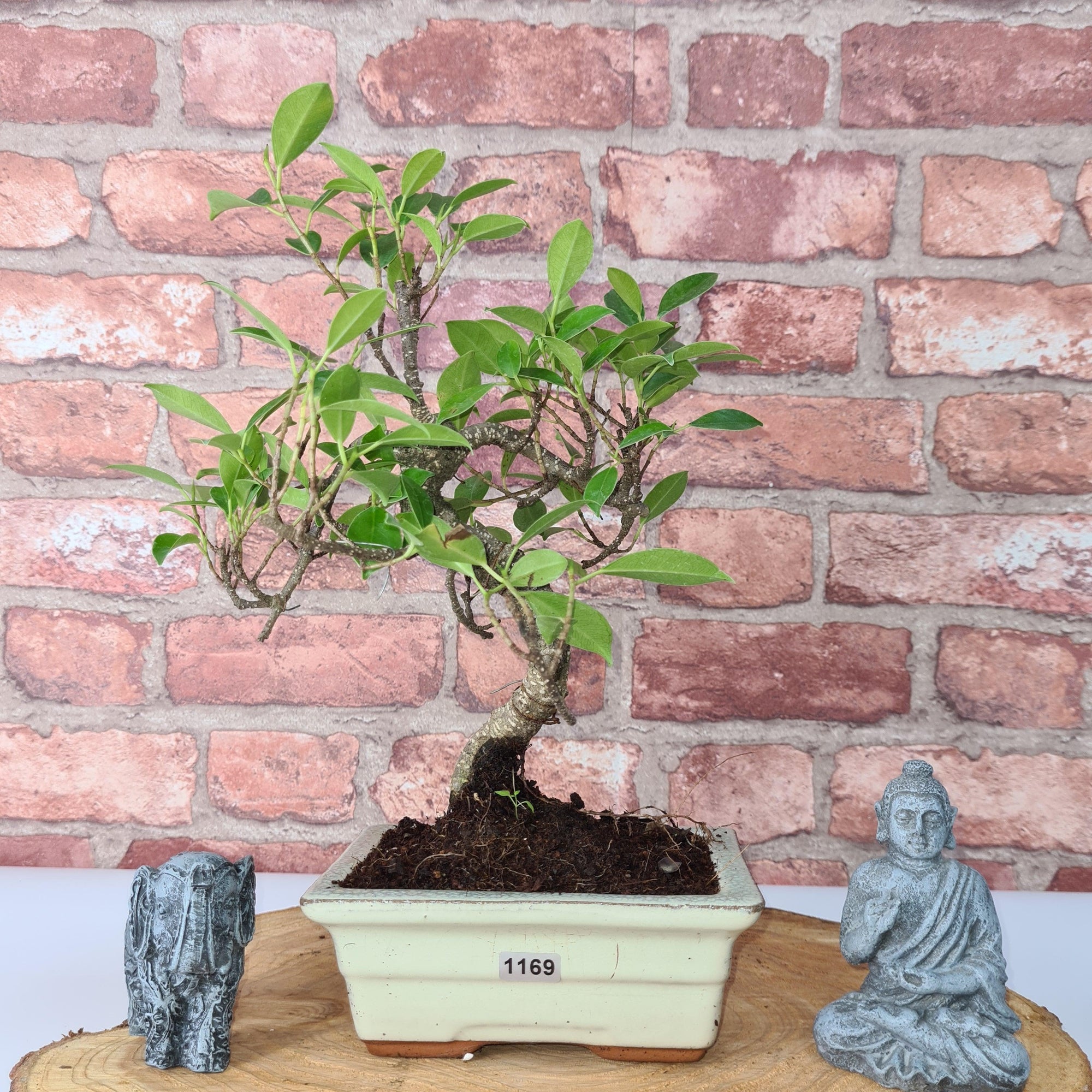 Ficus Microcarpa (Banyan Fig) Indoor Bonsai Tree | Shaped | In 15cm Pot  S25884