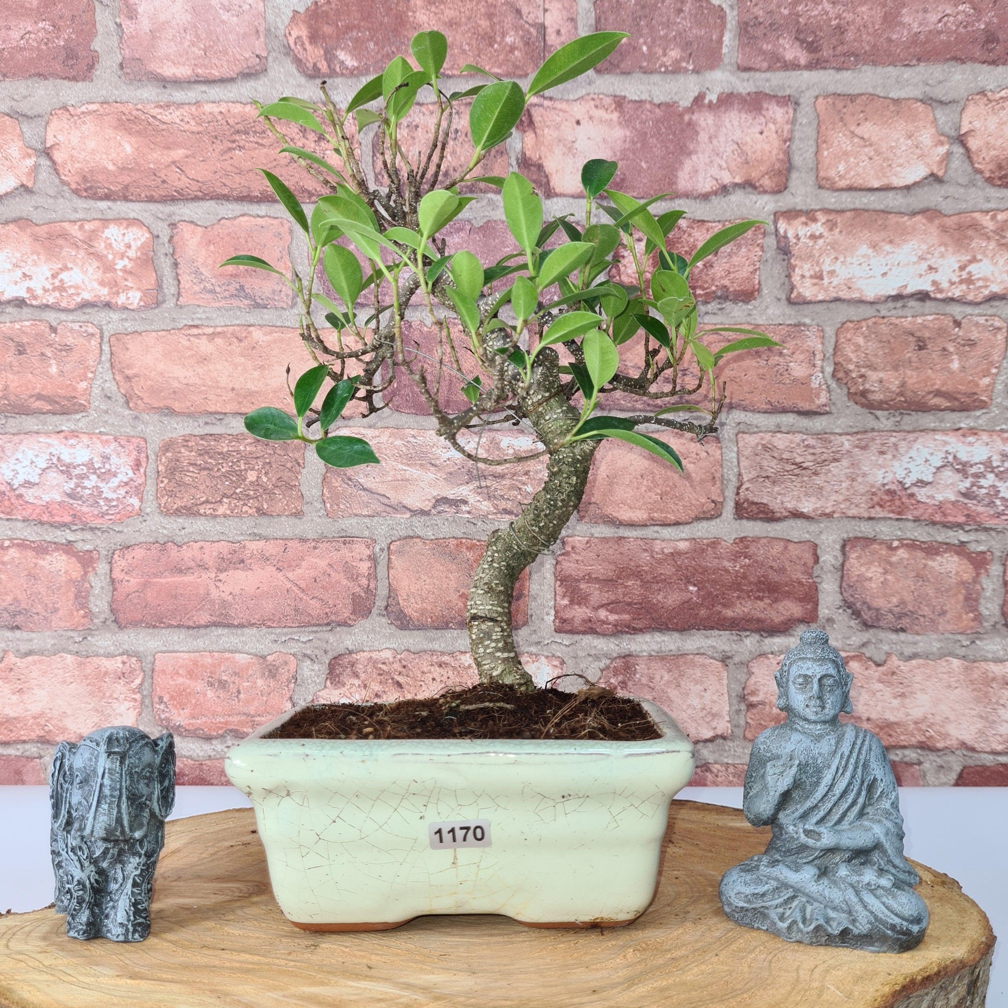 Ficus Microcarpa (Banyan Fig) Indoor Bonsai Tree | Shaped | In 15cm Pot  S25884