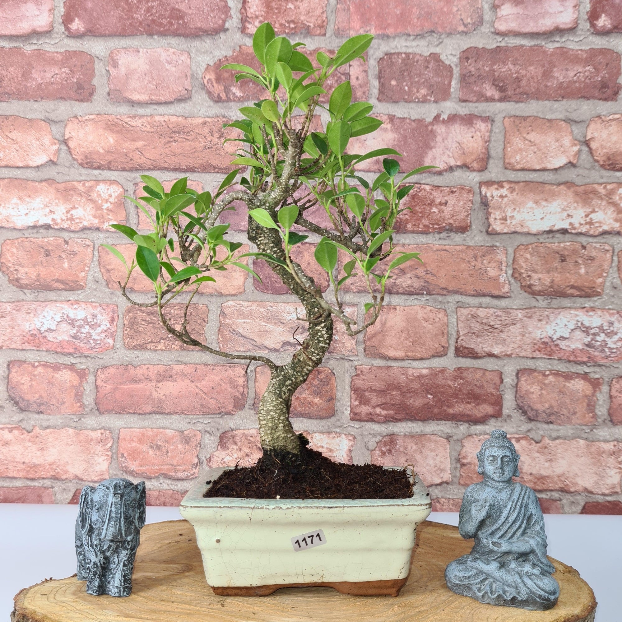 Ficus Microcarpa (Banyan Fig) Indoor Bonsai Tree | Shaped | In 15cm Pot  S25884