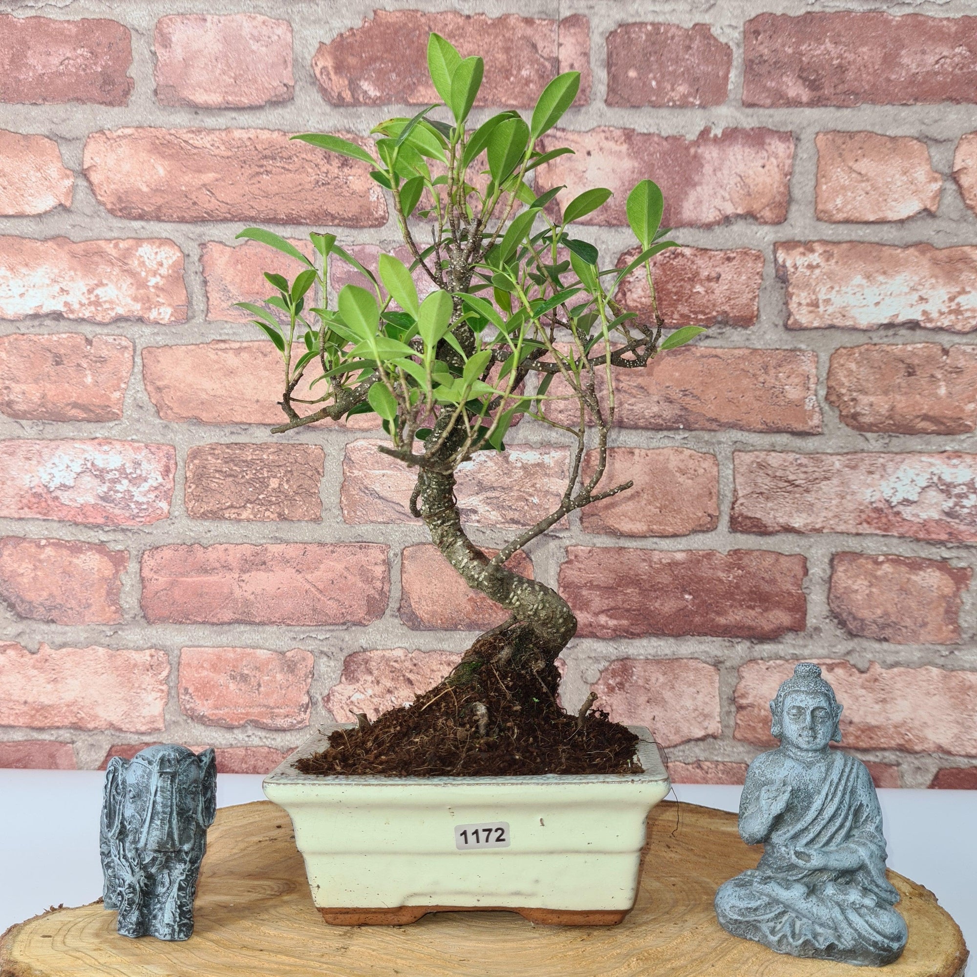 Ficus Microcarpa (Banyan Fig) Indoor Bonsai Tree | Shaped | In 15cm Pot  S25884