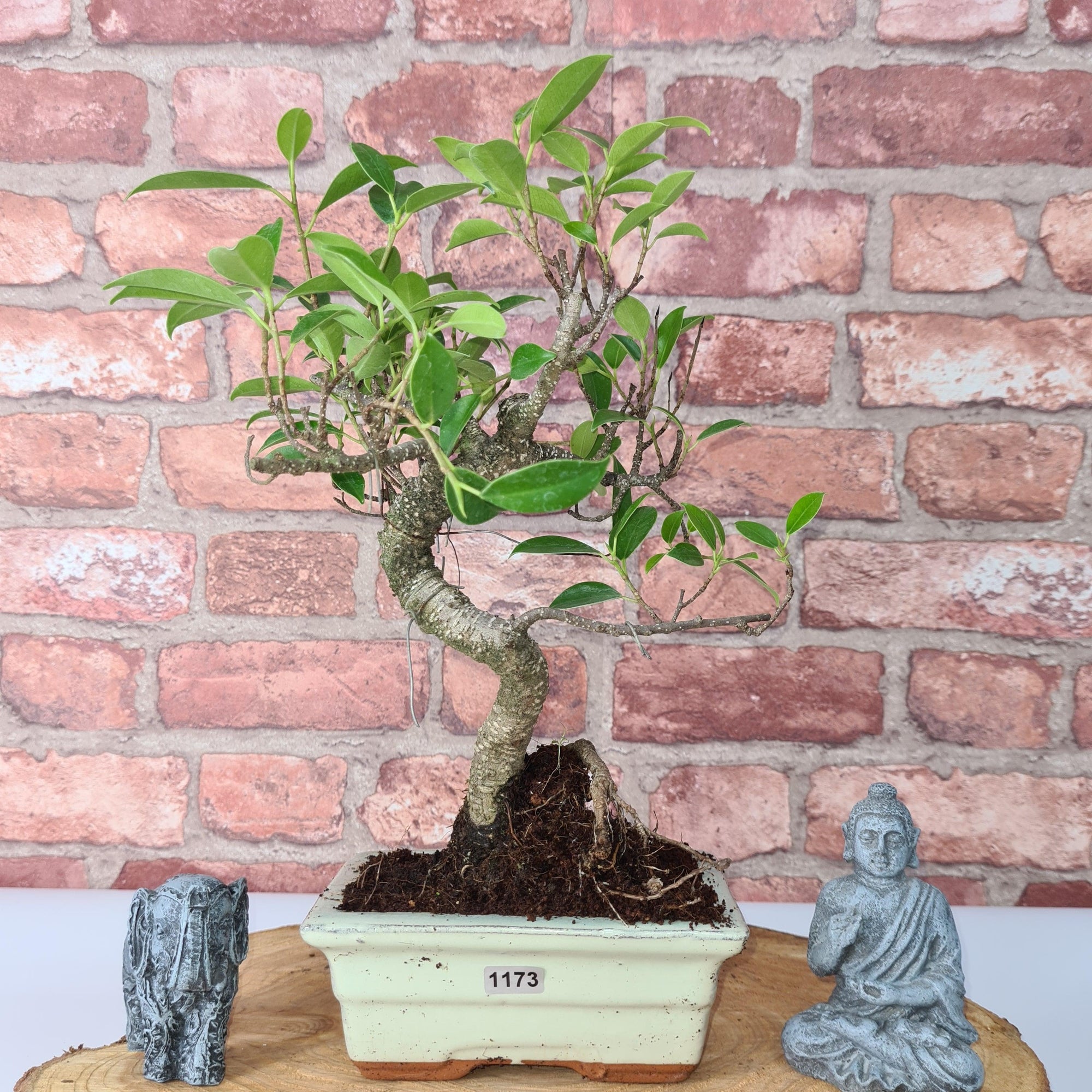 Ficus Microcarpa (Banyan Fig) Indoor Bonsai Tree | Shaped | In 15cm Pot  S25884