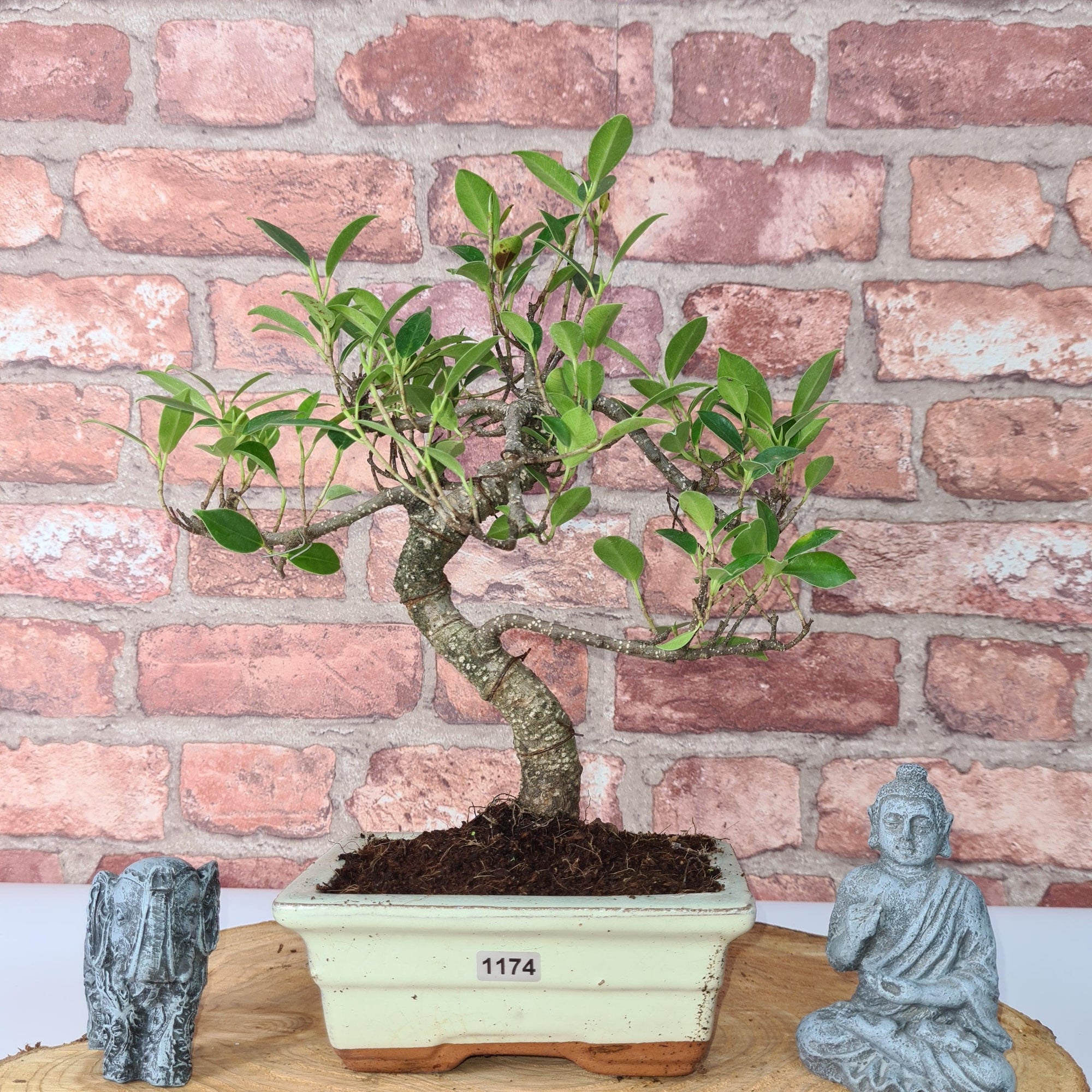 Ficus Microcarpa (Banyan Fig) Indoor Bonsai Tree | Shaped | In 15cm Pot  S25884