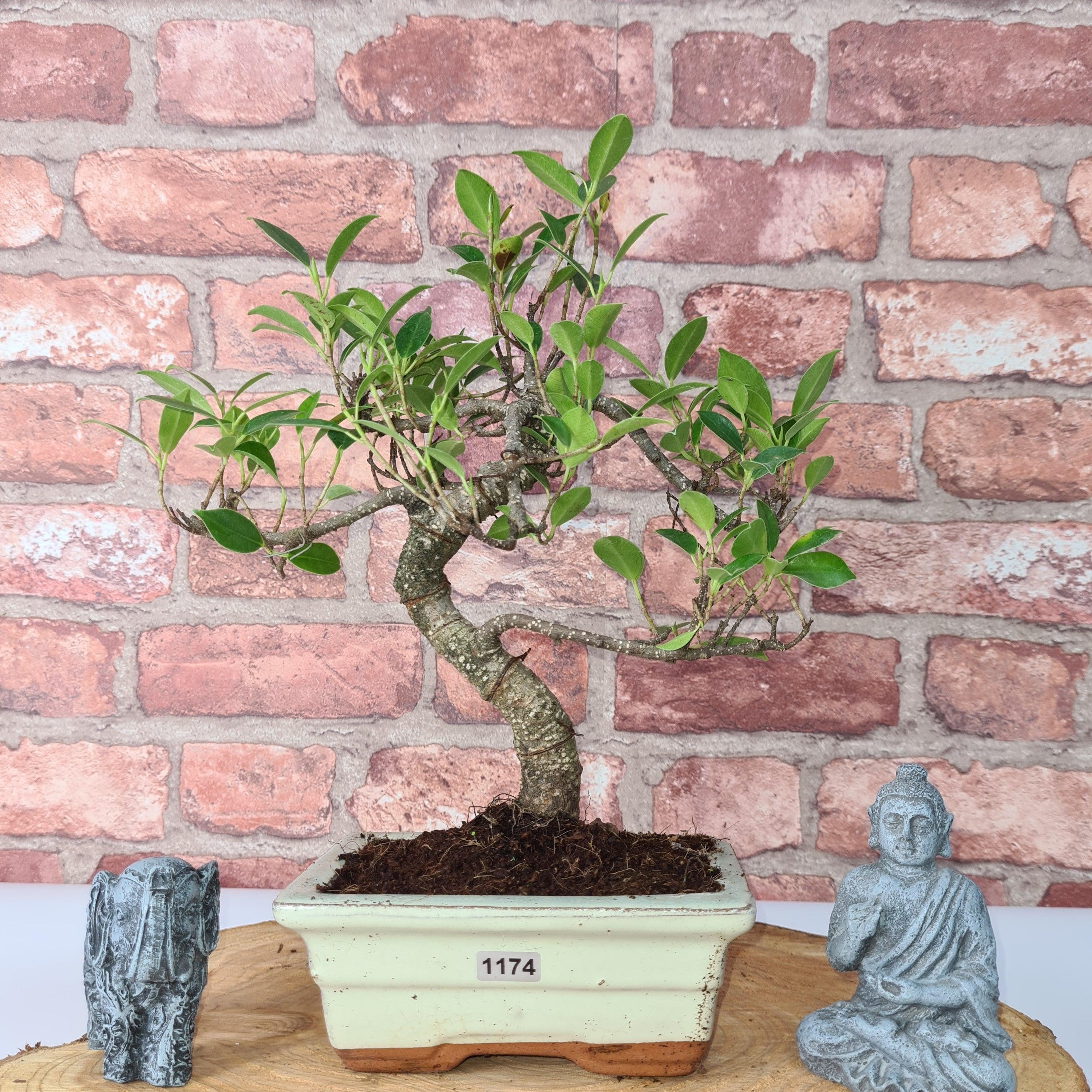 Ficus Microcarpa (Banyan Fig) Indoor Bonsai Tree | Shaped | In 15cm Pot  S25884