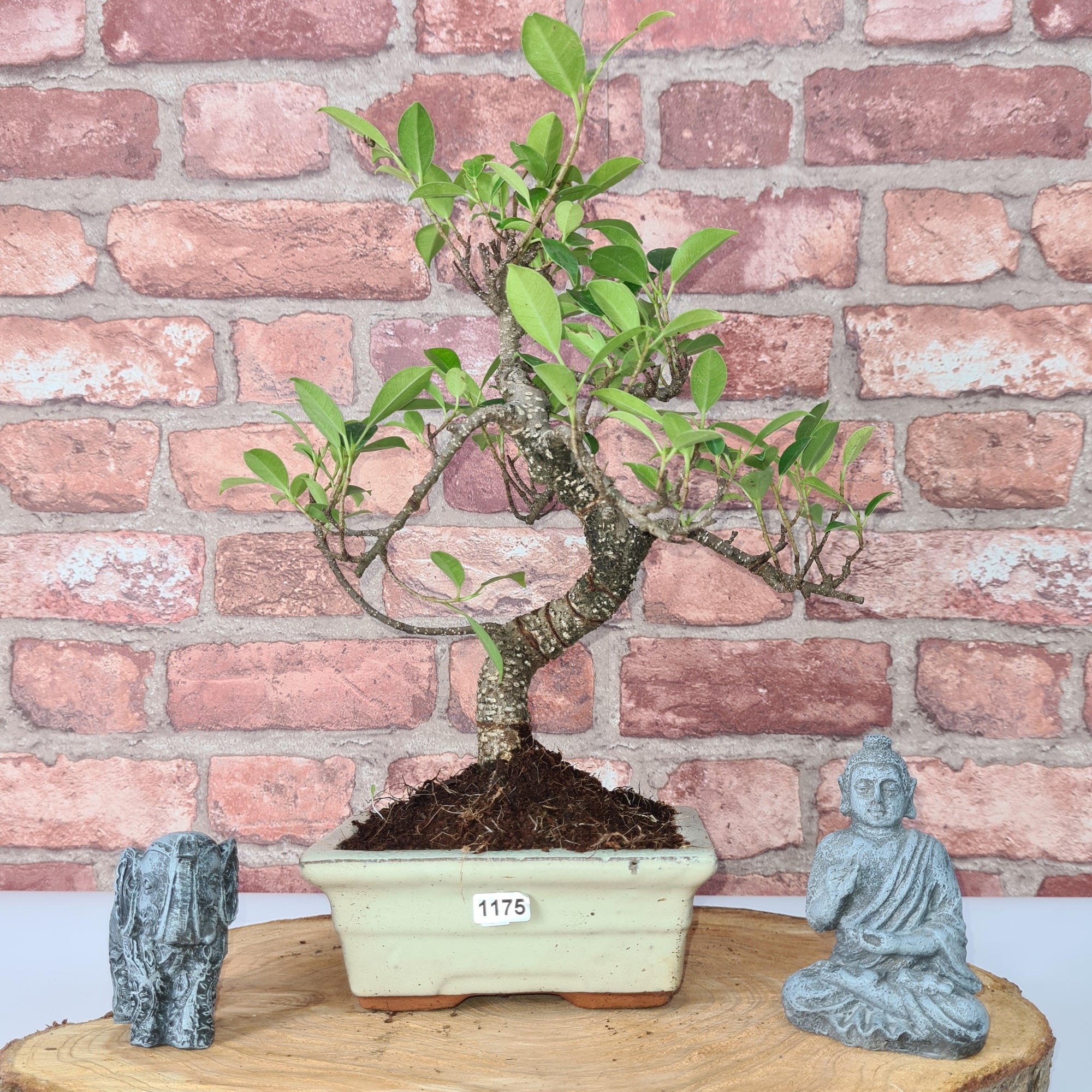 Ficus Microcarpa (Banyan Fig) Indoor Bonsai Tree | Shaped | In 15cm Pot  S25884