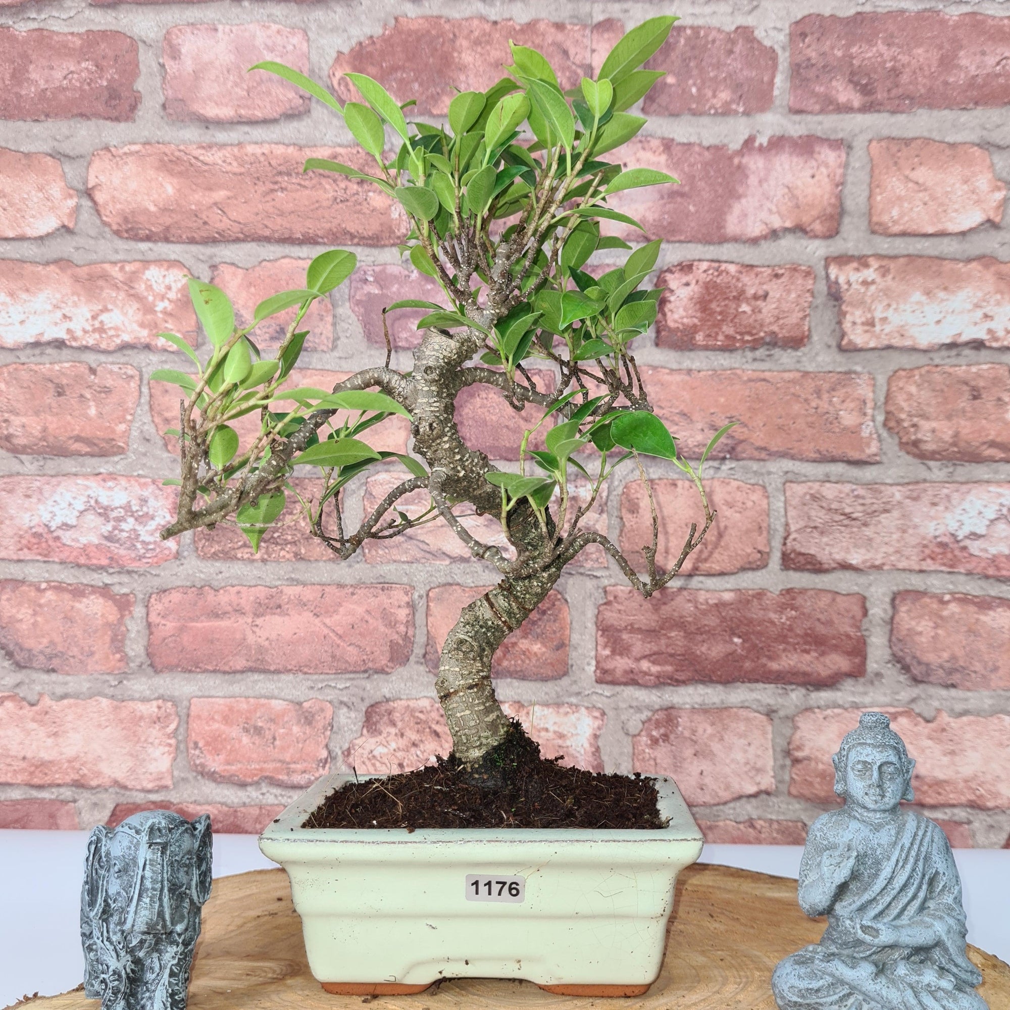 Ficus Microcarpa (Banyan Fig) Indoor Bonsai Tree | Shaped | In 15cm Pot  S25884