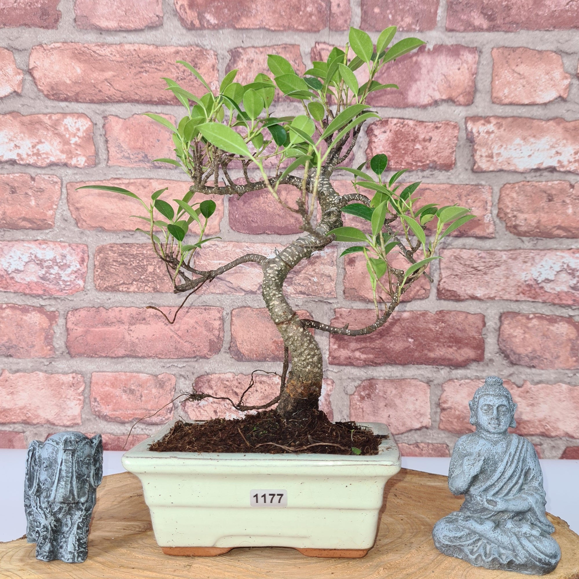 Ficus Microcarpa (Banyan Fig) Indoor Bonsai Tree | Shaped | In 15cm Pot  S25884