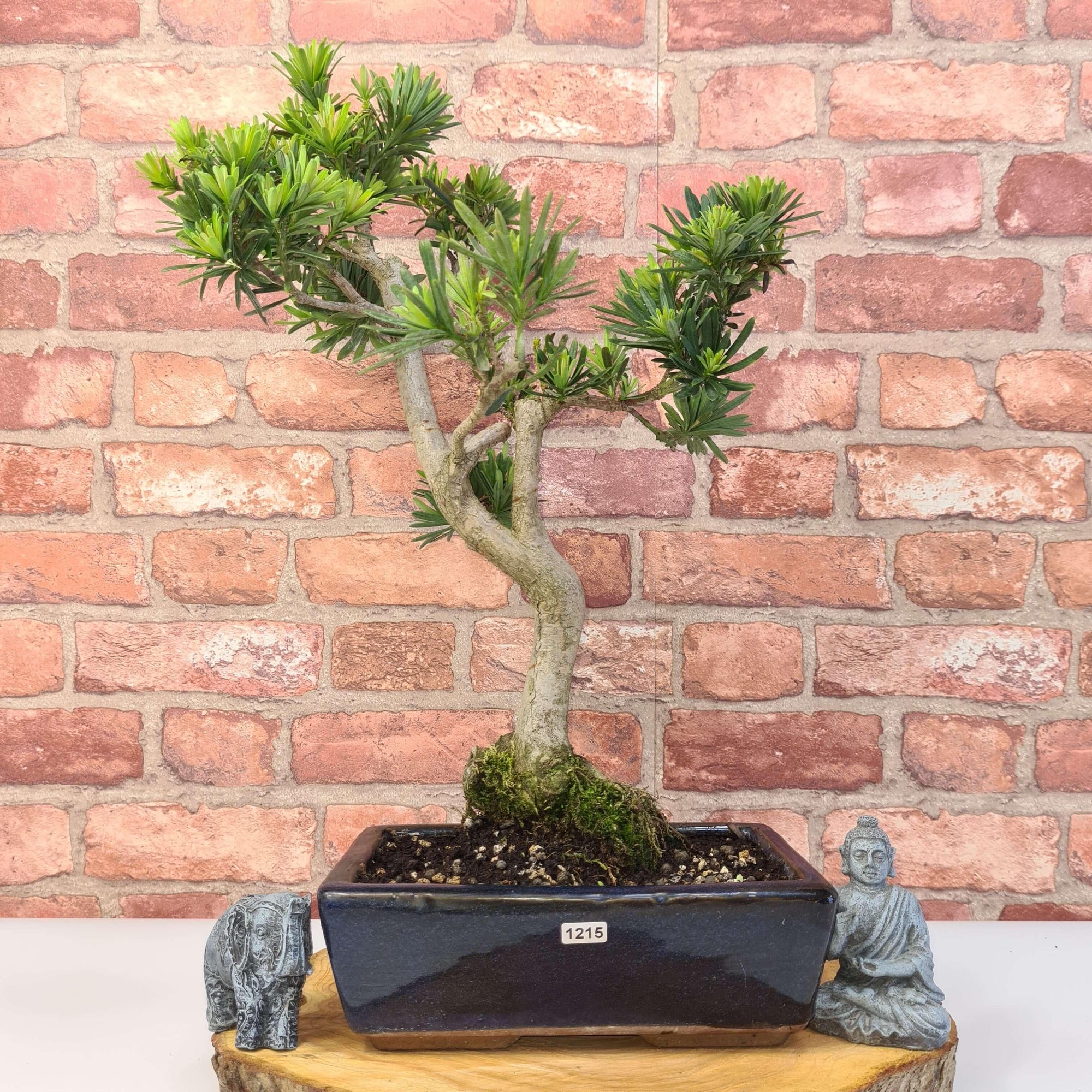 Buddhist Pine (Podocarpus Micro) Bonsai Tree | Shaped | In 25cm Pot  | S251973