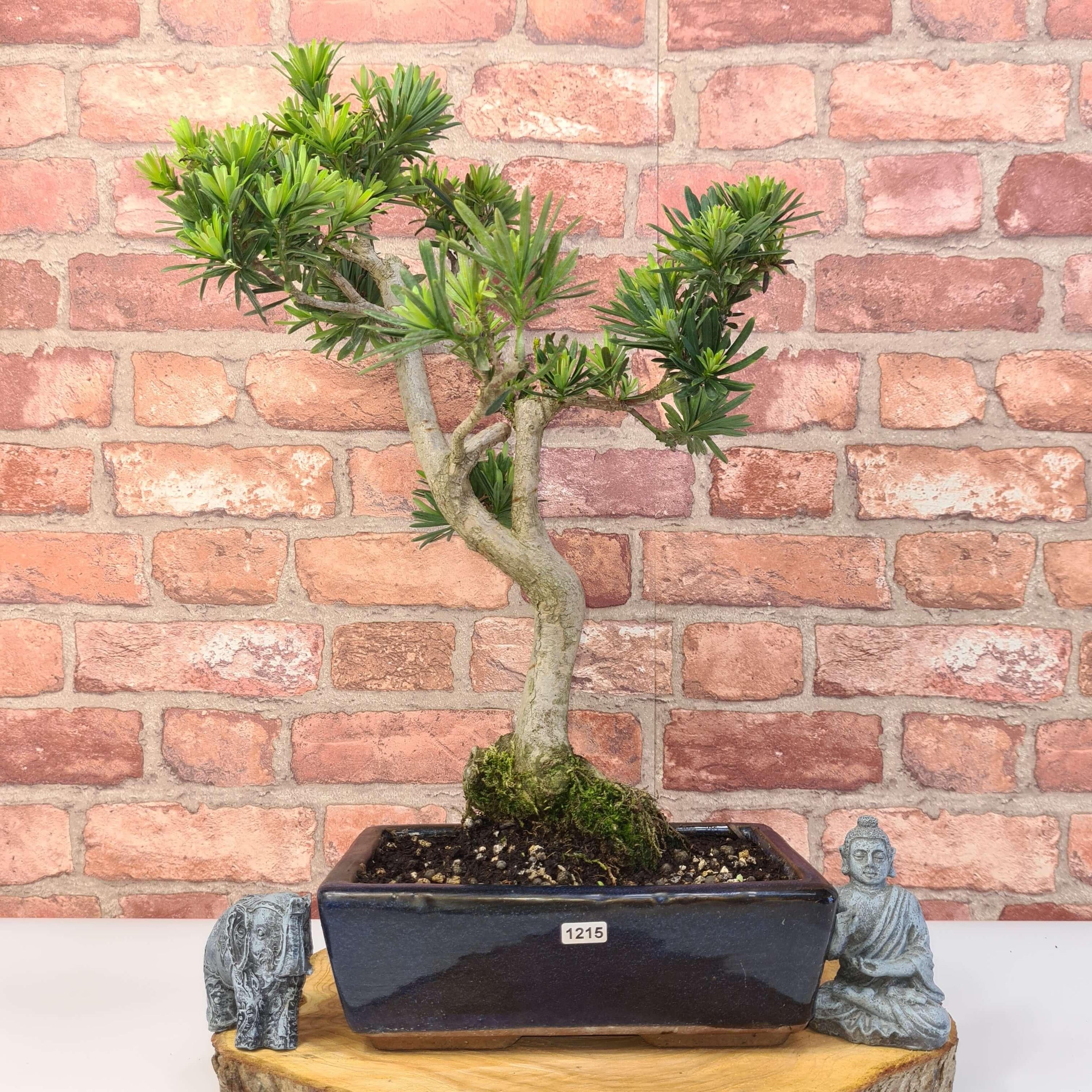 Buddhist Pine (Podocarpus Micro) Bonsai Tree | Shaped | In 25cm Pot  | S251973