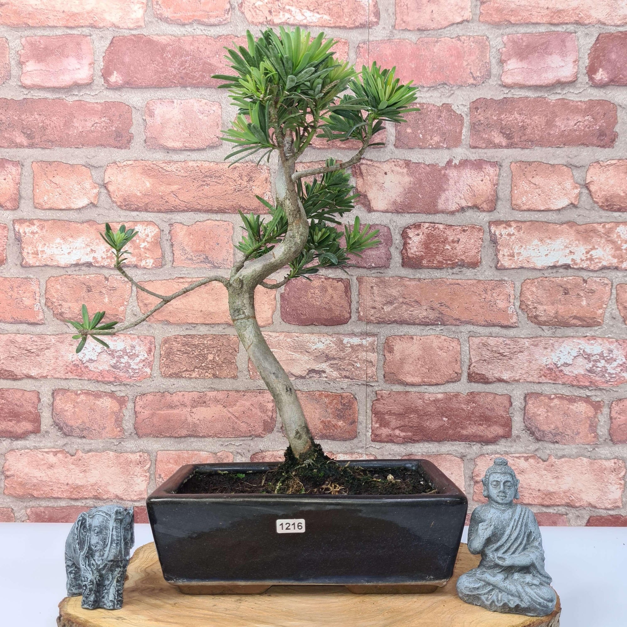 Buddhist Pine (Podocarpus Micro) Bonsai Tree | Shaped | In 30cm Pot  | S251974