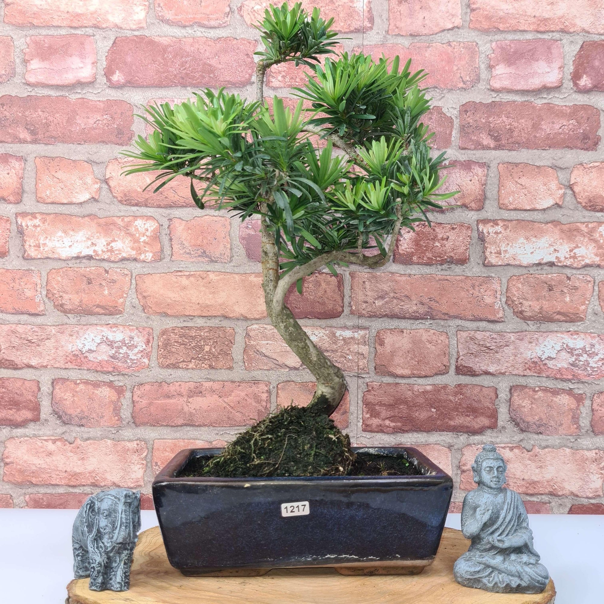 Buddhist Pine (Podocarpus Micro) Bonsai Tree | Shaped | In 30cm Pot  | S251974