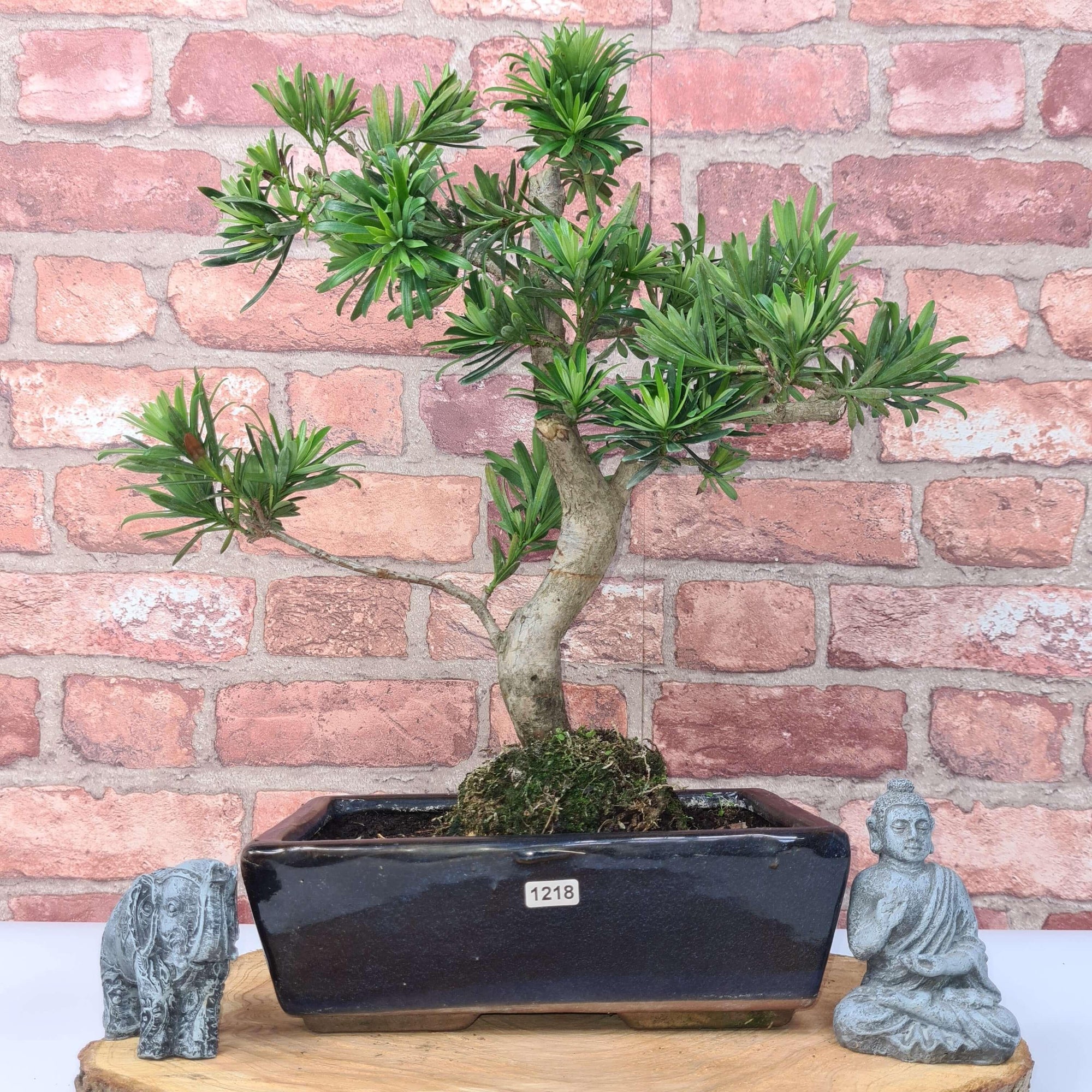 Buddhist Pine (Podocarpus Micro) Bonsai Tree | Shaped | In 30cm Pot  | S251974