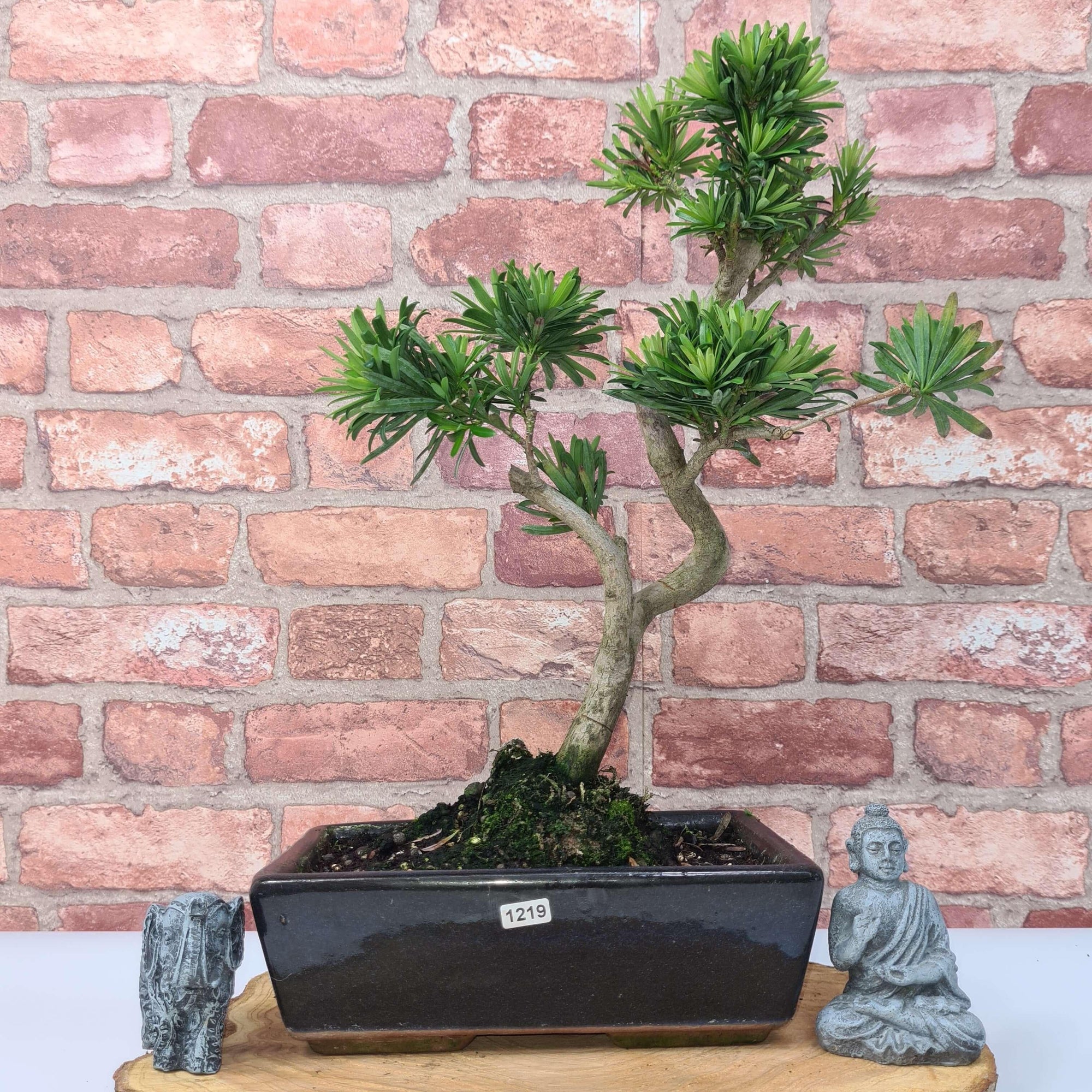 Buddhist Pine (Podocarpus Micro) Bonsai Tree | Shaped | In 25cm Pot  | S251973