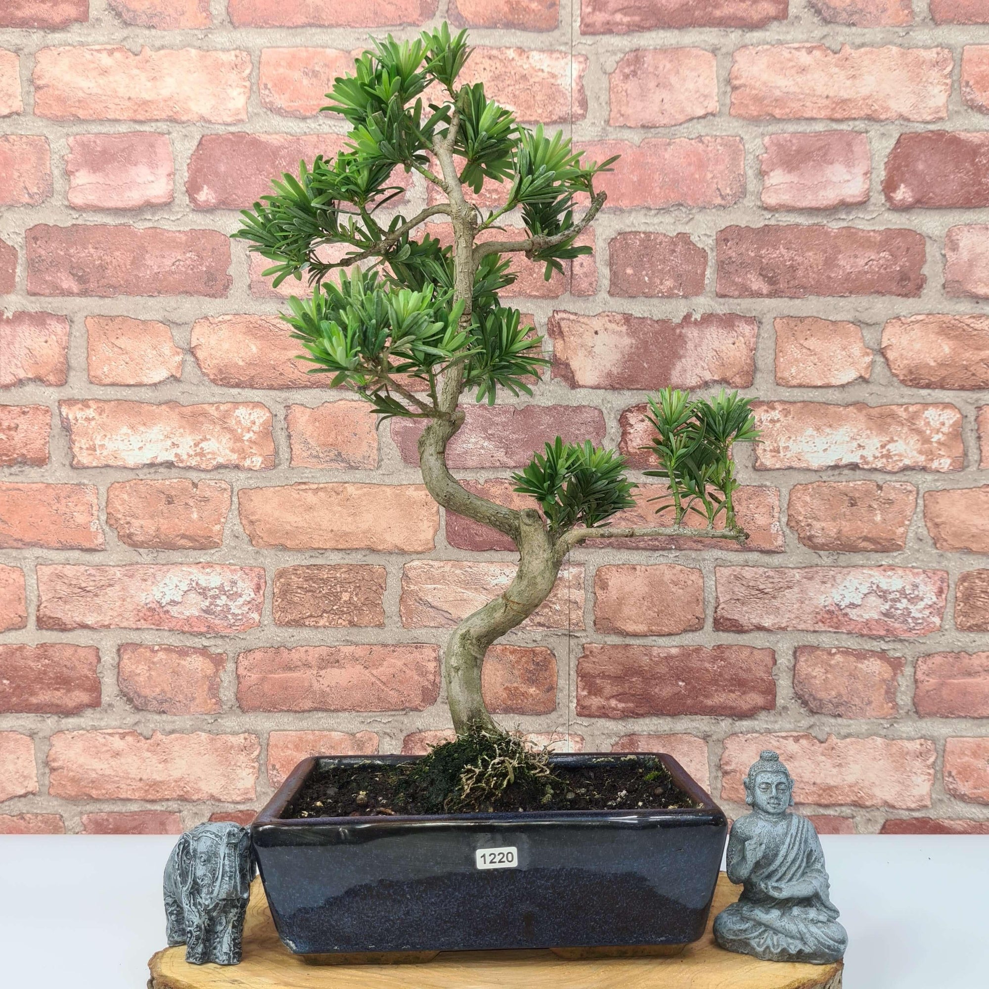 Buddhist Pine (Podocarpus Micro) Bonsai Tree | Shaped | In 30cm Pot  | S251974