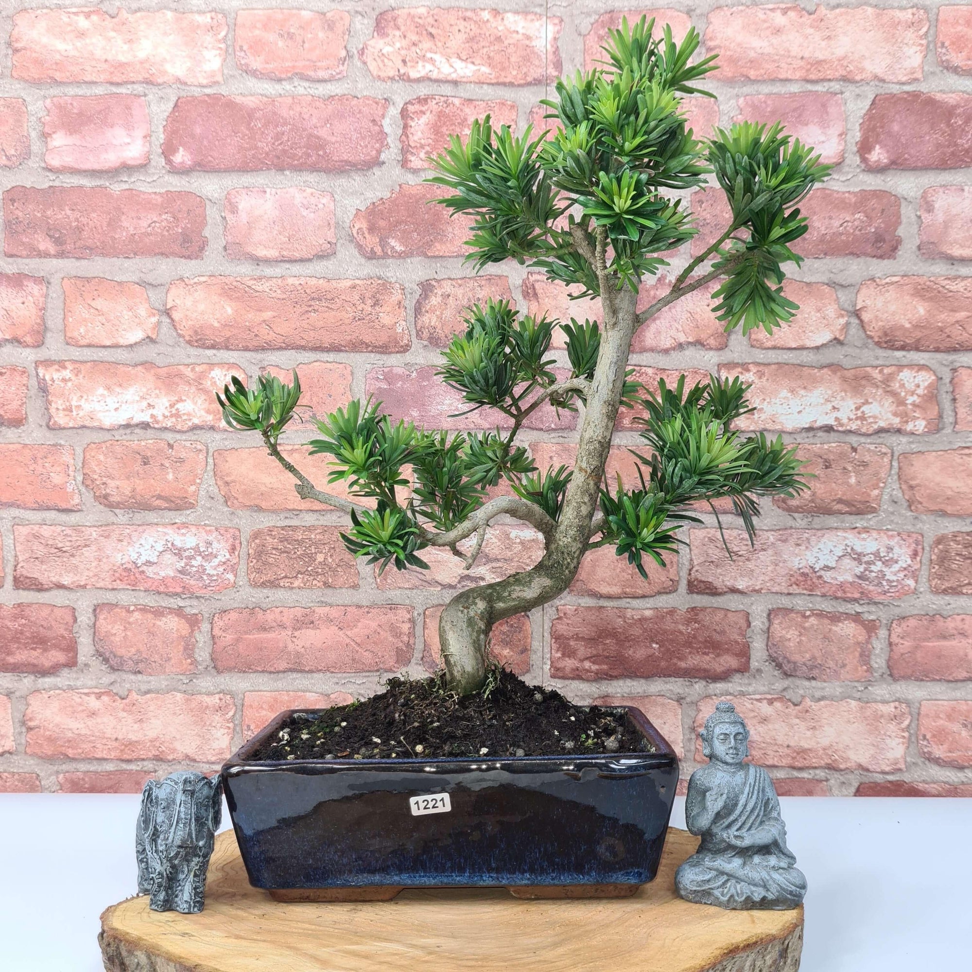 Buddhist Pine (Podocarpus Micro) Bonsai Tree | Shaped | In 30cm Pot  | S251974