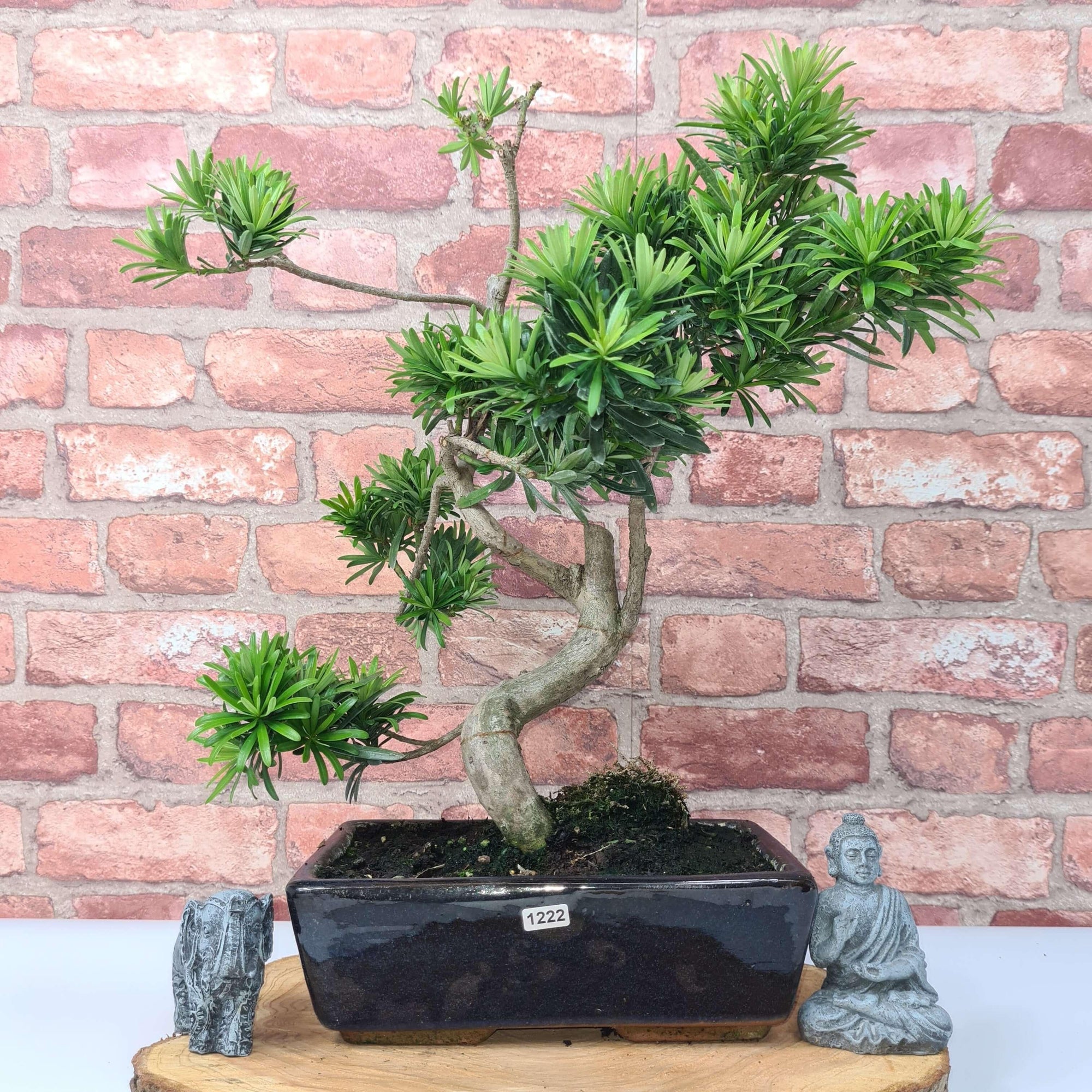 Buddhist Pine (Podocarpus Micro) Bonsai Tree | Shaped | In 30cm Pot  | S251974