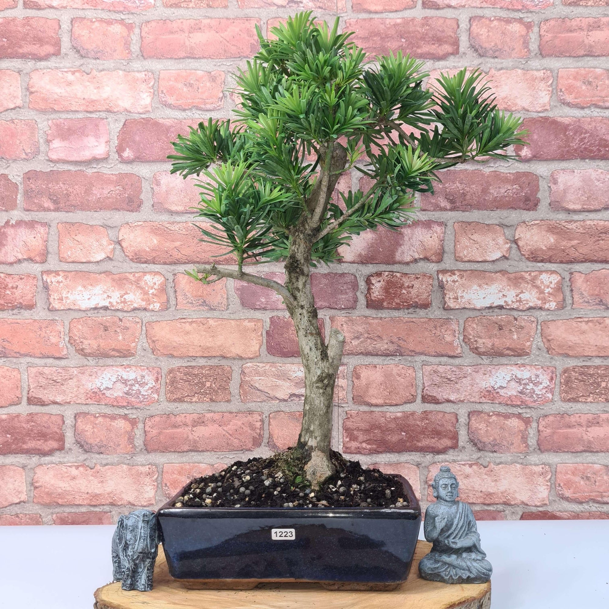 Buddhist Pine (Podocarpus Micro) Bonsai Tree | Shaped | In 30cm Pot  | S251974