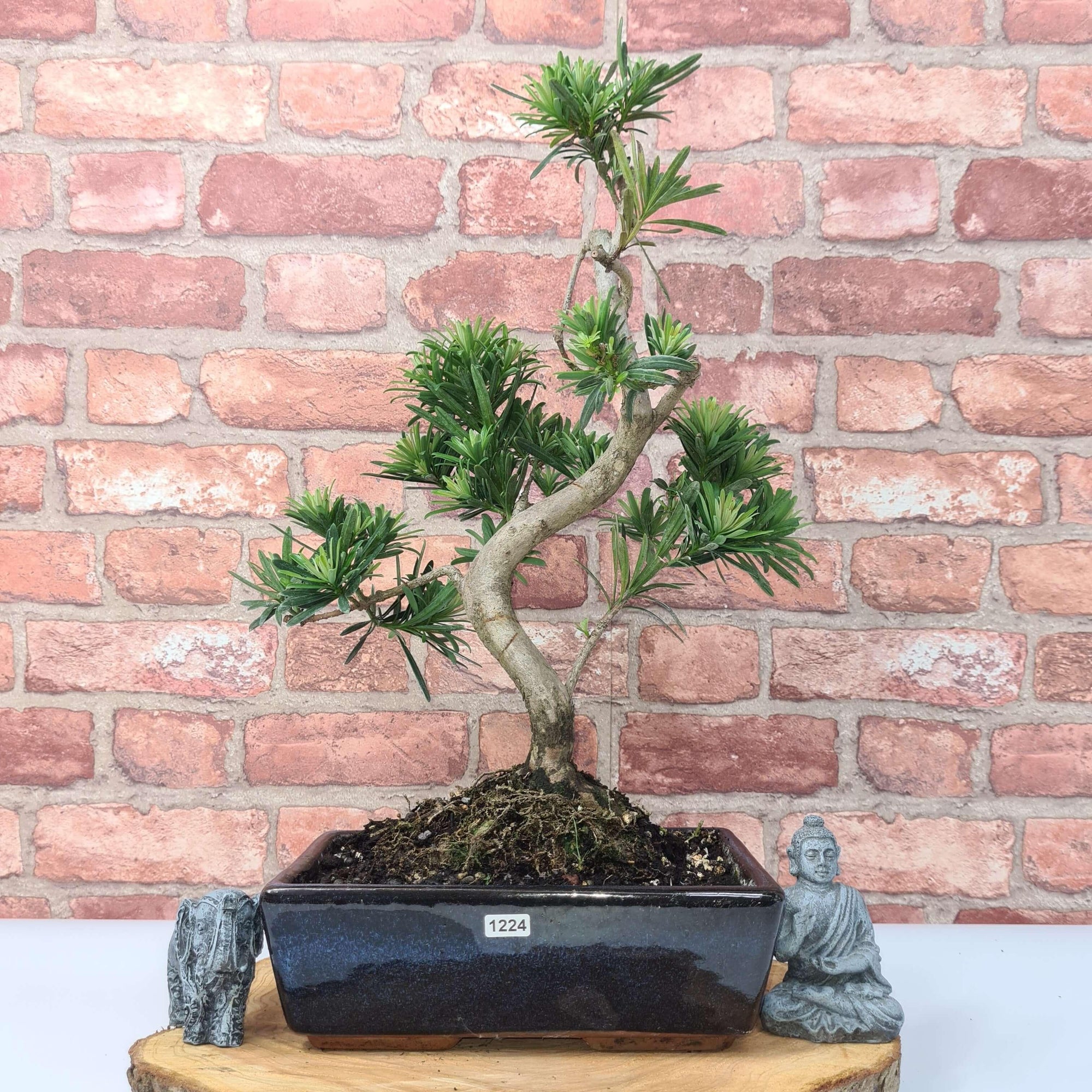 Buddhist Pine (Podocarpus Micro) Bonsai Tree | Shaped | In 30cm Pot  | S251974