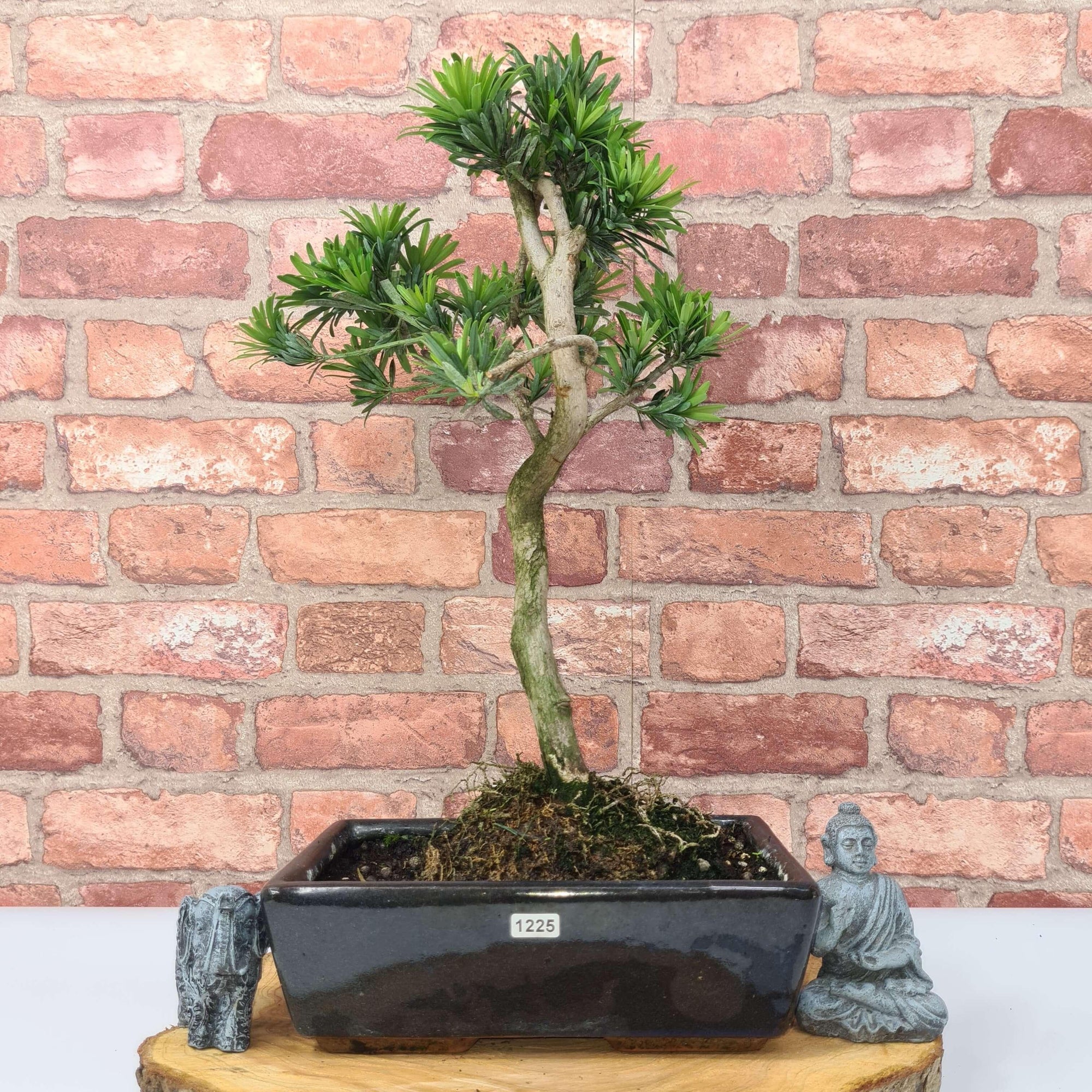 Buddhist Pine (Podocarpus Micro) Bonsai Tree | Shaped | In 25cm Pot  | S251973