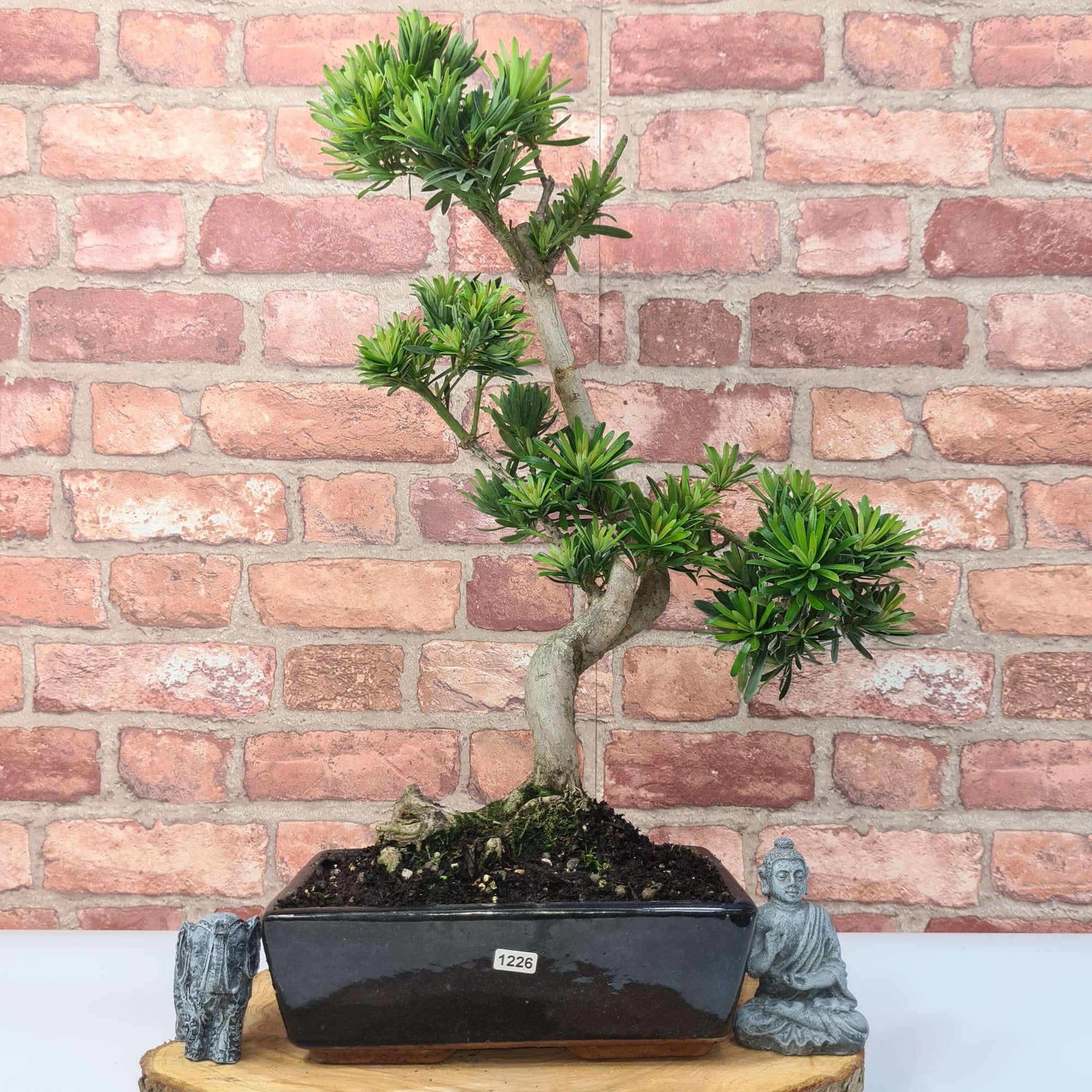 Buddhist Pine (Podocarpus Micro) Bonsai Tree | Shaped | In 25cm Pot  | S251973