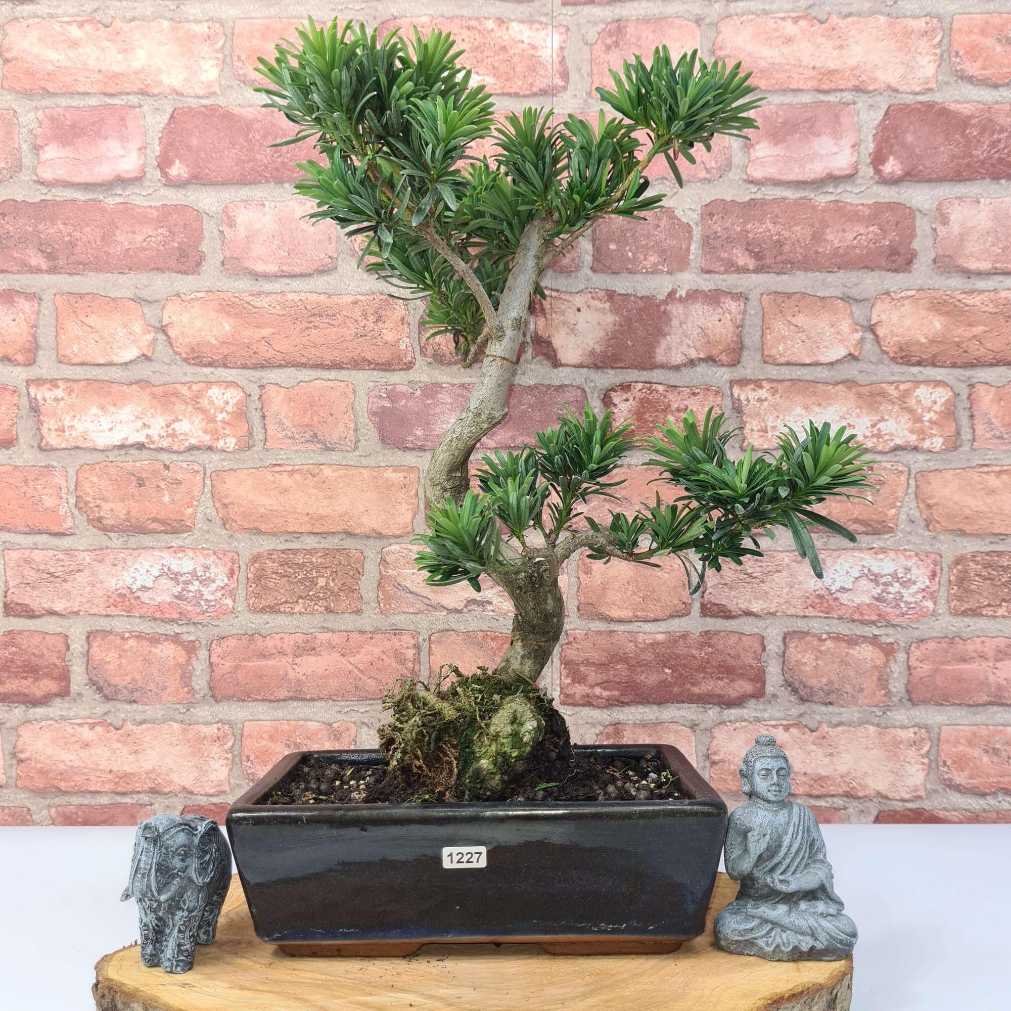 Buddhist Pine (Podocarpus Micro) Bonsai Tree | Shaped | In 25cm Pot  | S251973