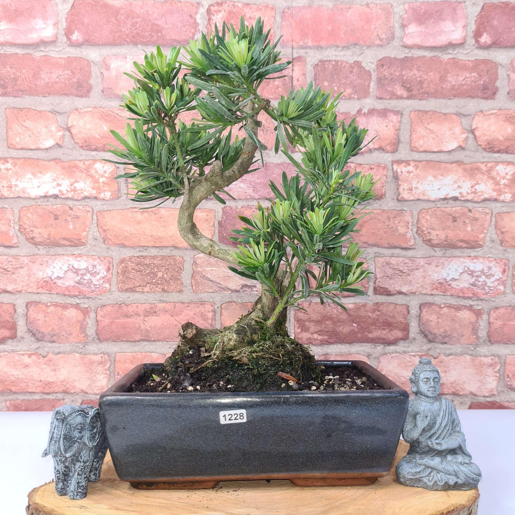 Buddhist Pine (Podocarpus Micro) Bonsai Tree | Shaped | In 30cm Pot  | S251974