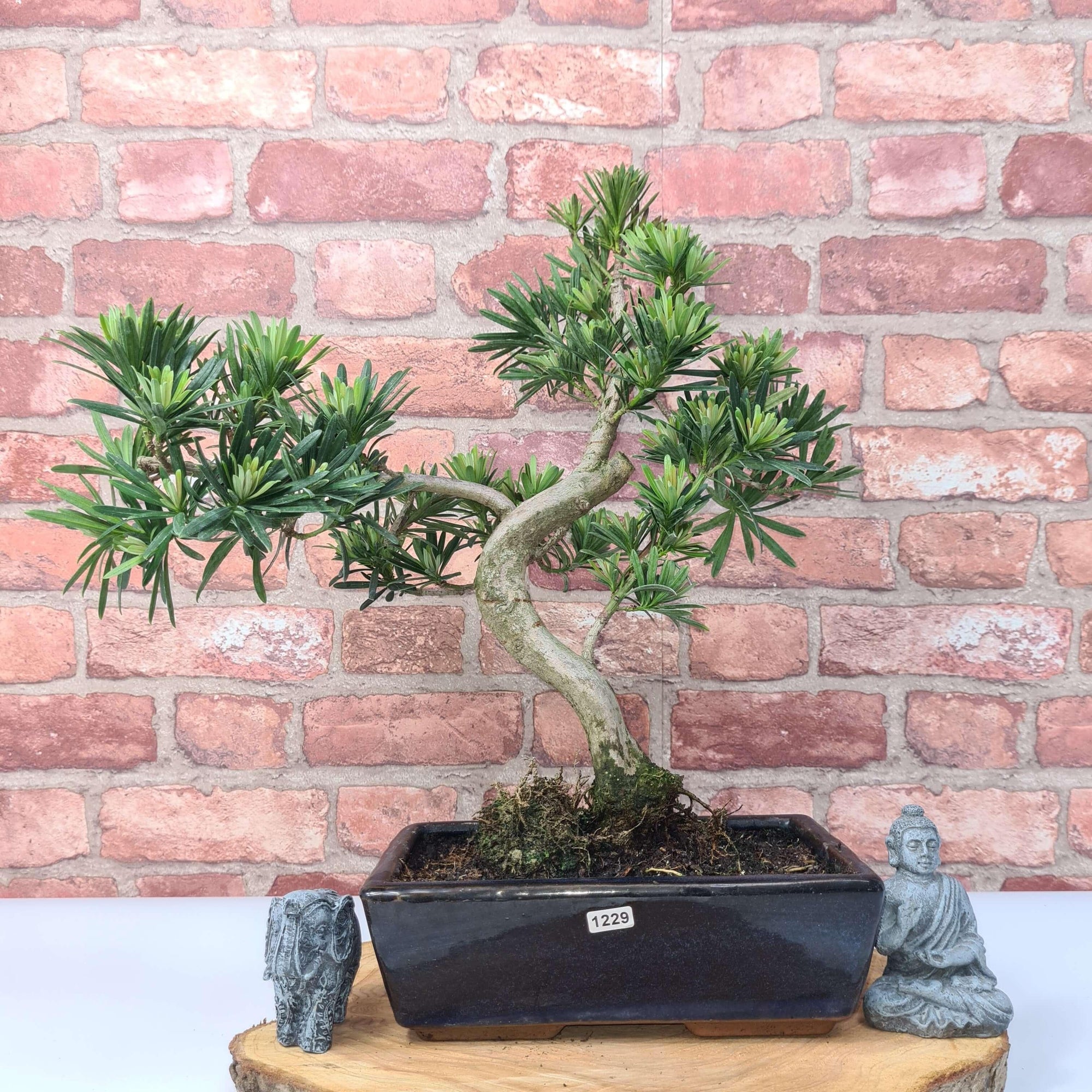 Buddhist Pine (Podocarpus Micro) Bonsai Tree | Shaped | In 25cm Pot  | S251973