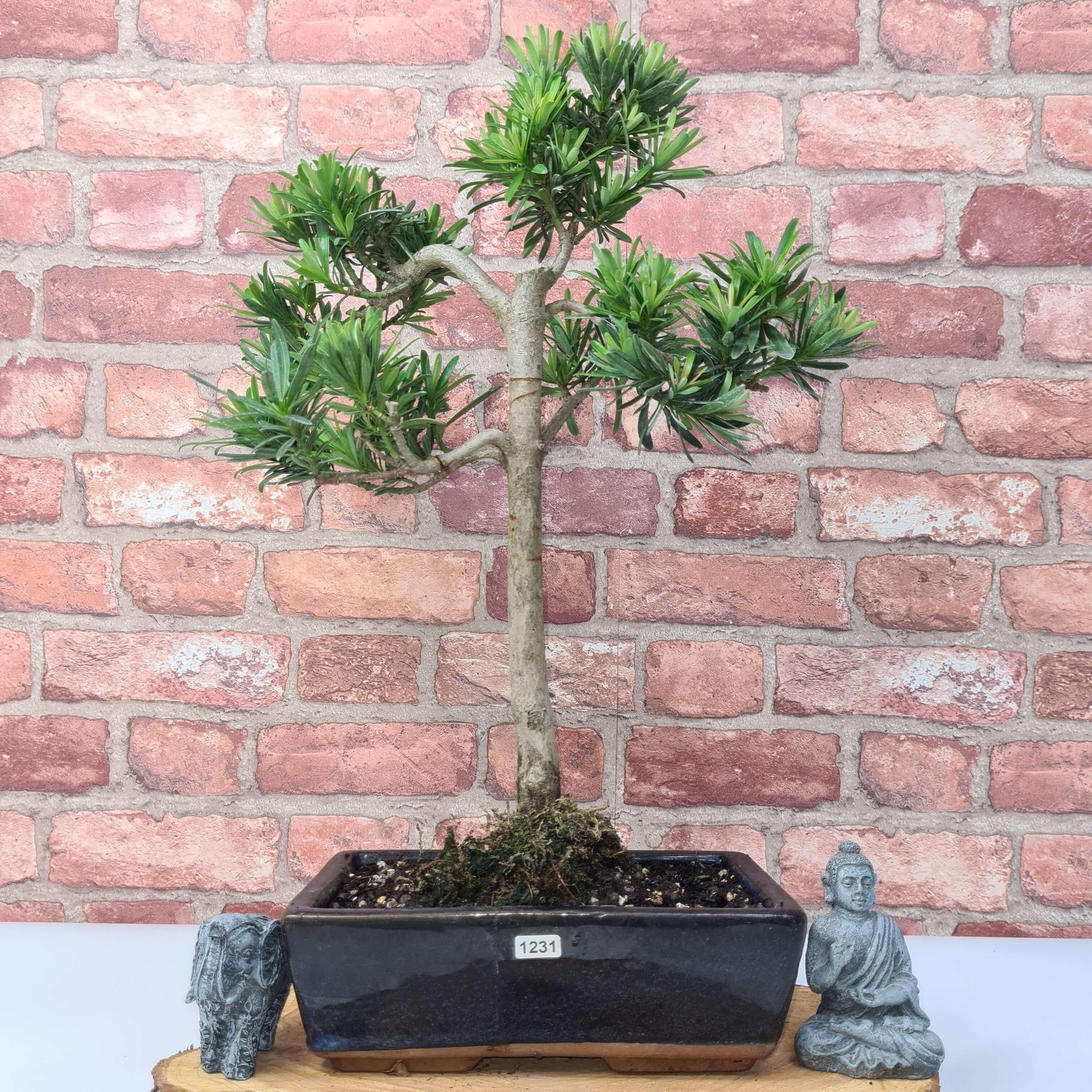 Buddhist Pine (Podocarpus Micro) Bonsai Tree | Shaped | In 25cm Pot  | S251973