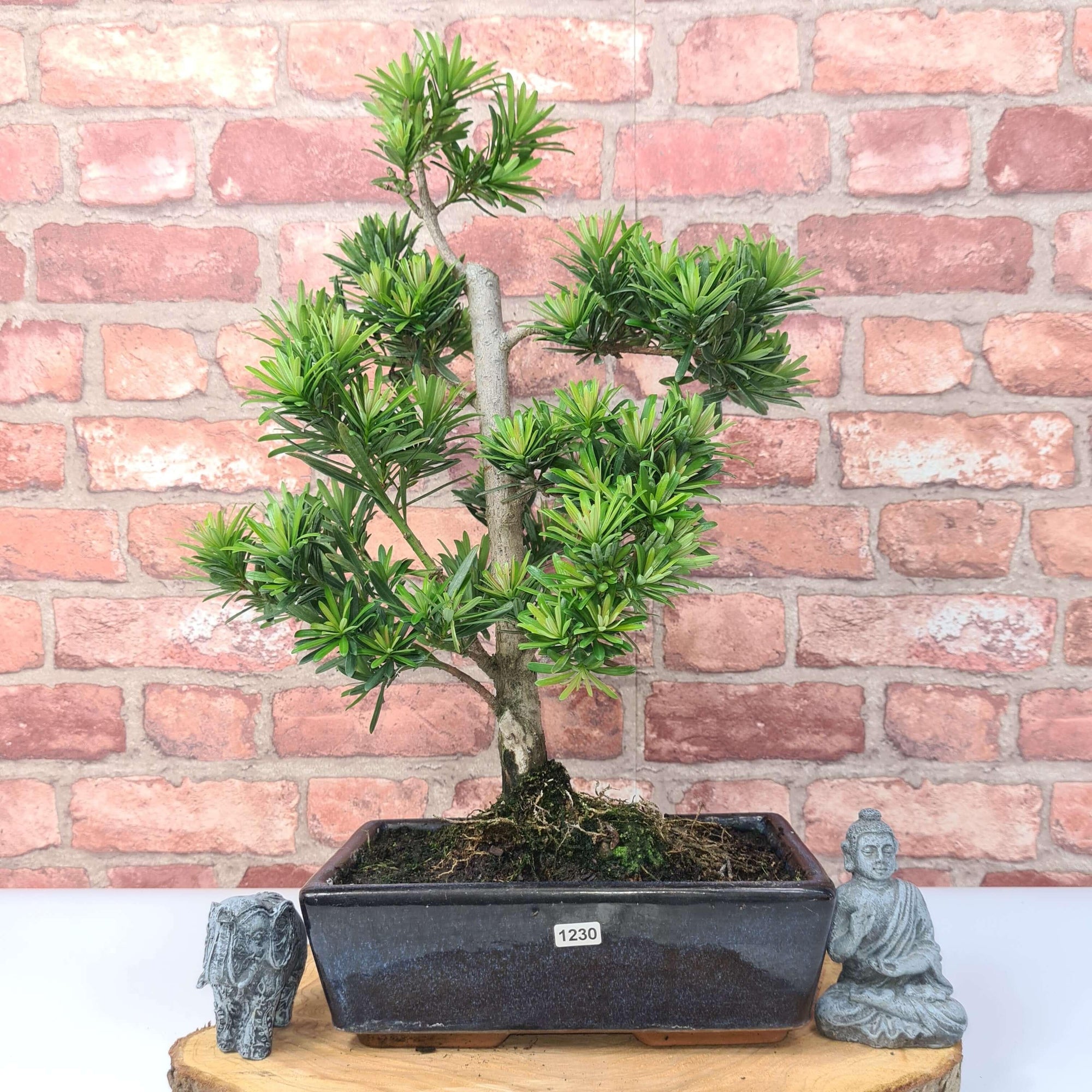 Buddhist Pine (Podocarpus Micro) Bonsai Tree | Shaped | In 30cm Pot  | S251974